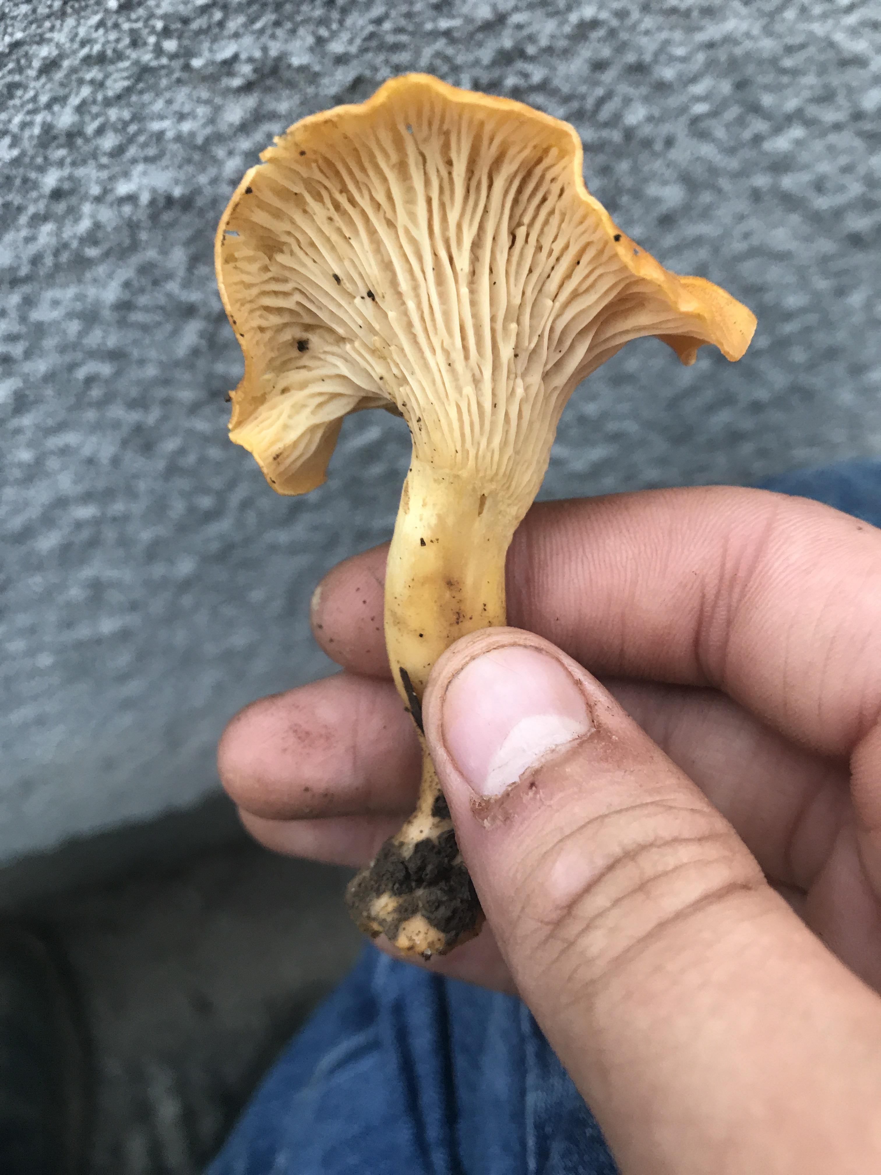 Chanterelle r/mushroom_hunting