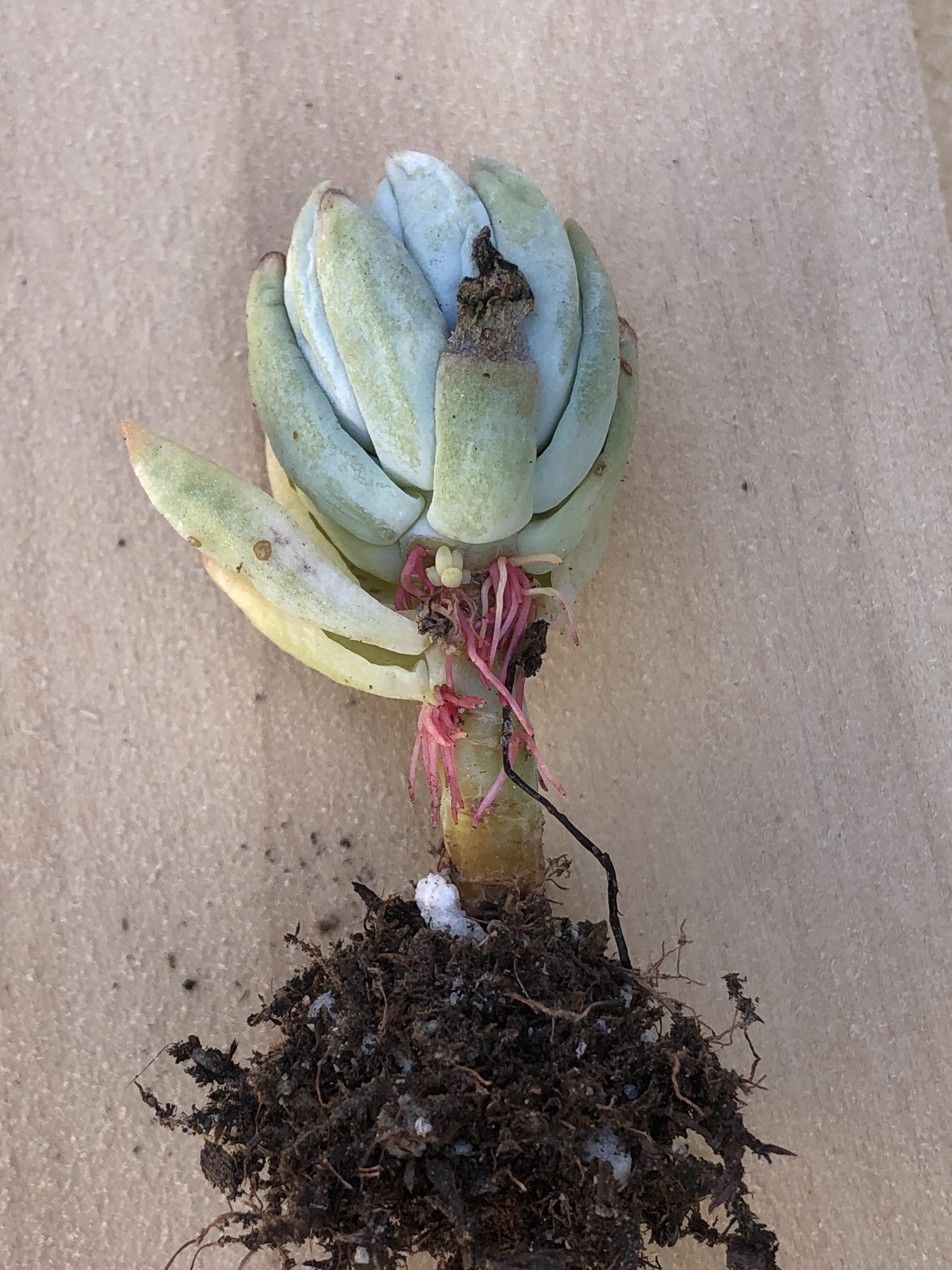How should I replant this? Looks like it has roots on