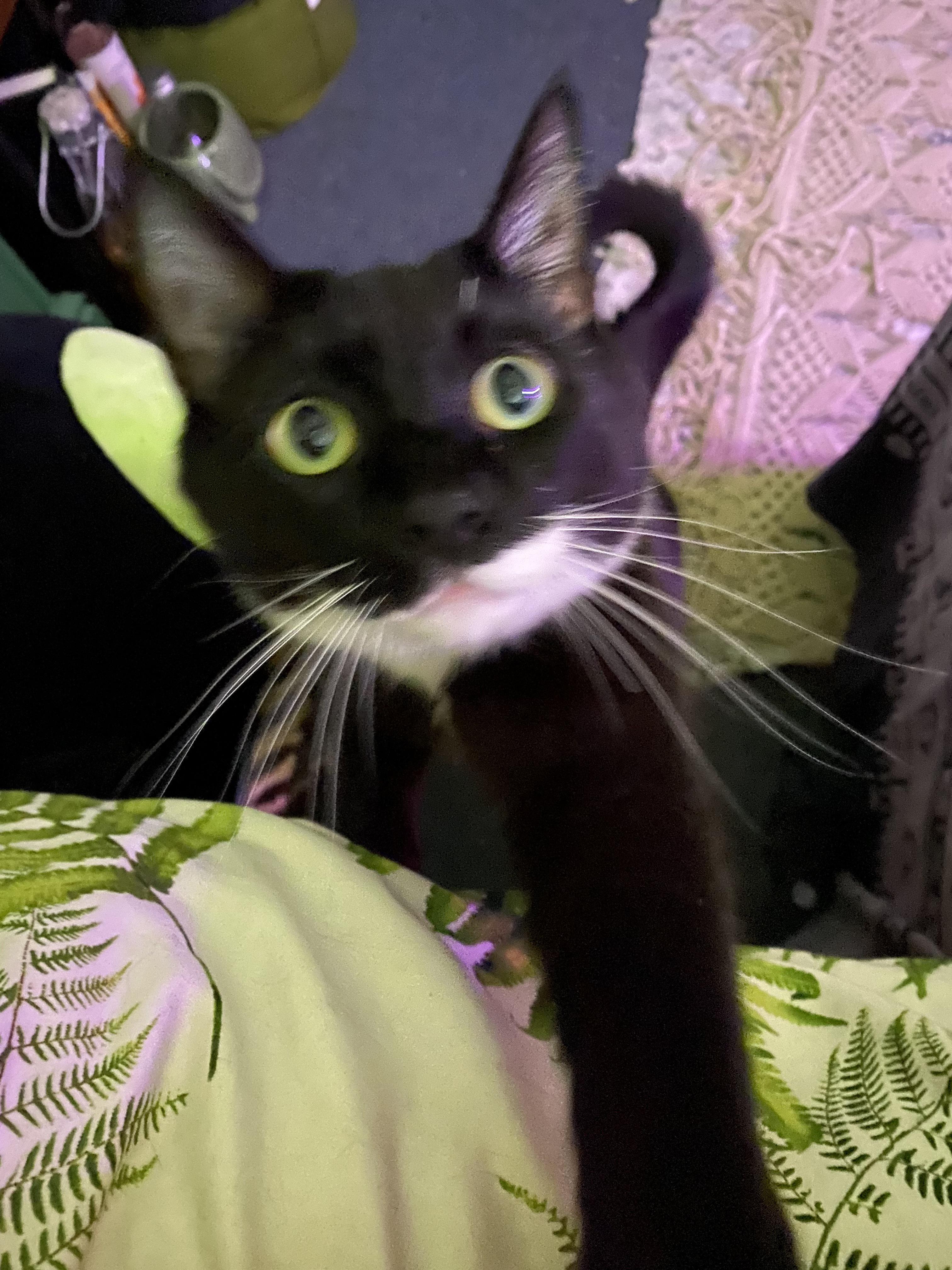 Can cats eat ladybugs?? I have a bit of a 🐞 infestation in my apartment