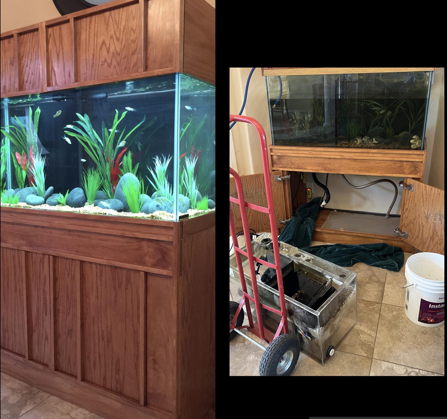 Saltwater Vs. Freshwater Aquarium, Pros & Cons, Features, The Expenses, And A Lot More The