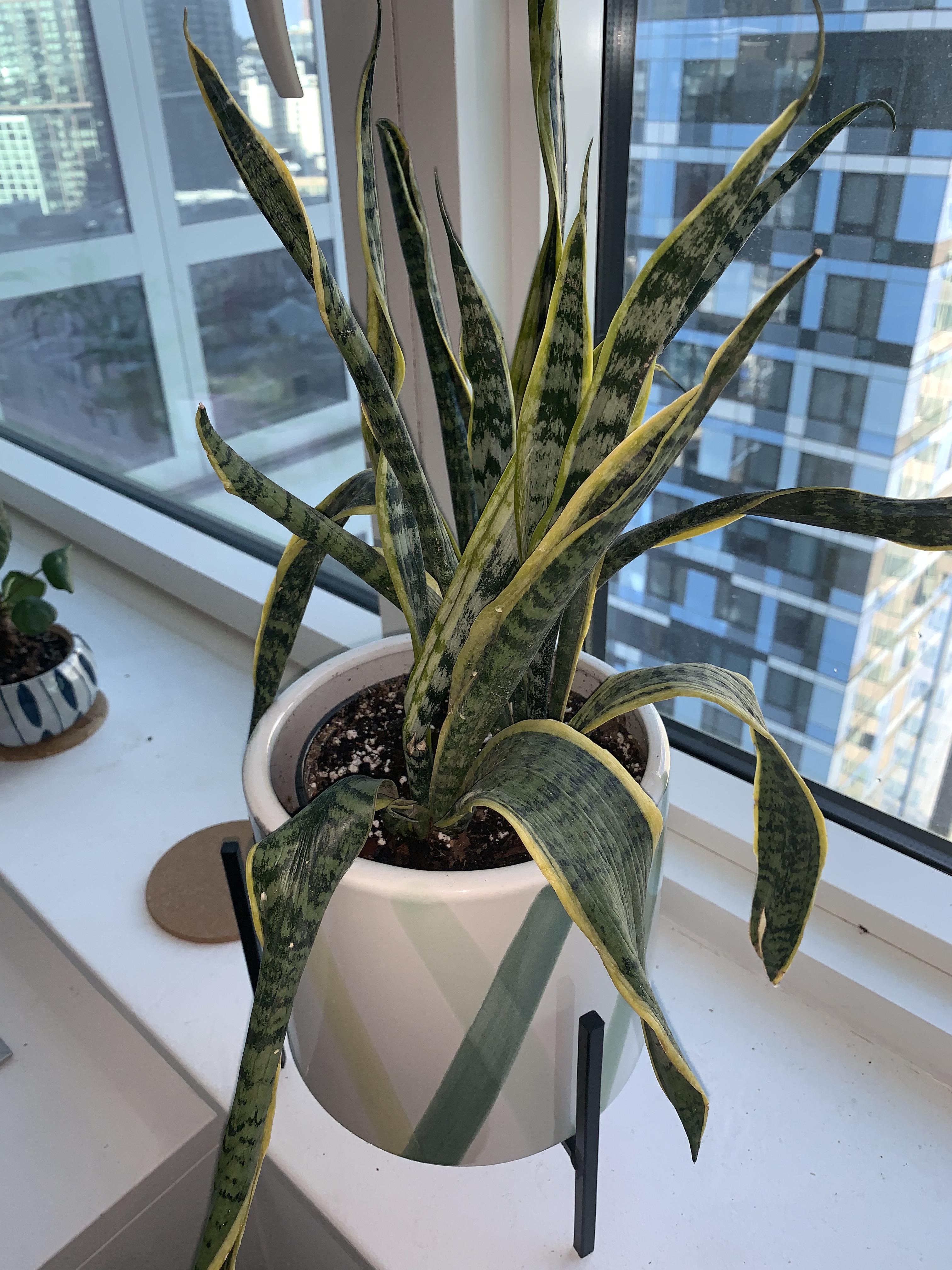 Snake plant leaves are curled and some droop downward. Is anything wrong or is this natural? r