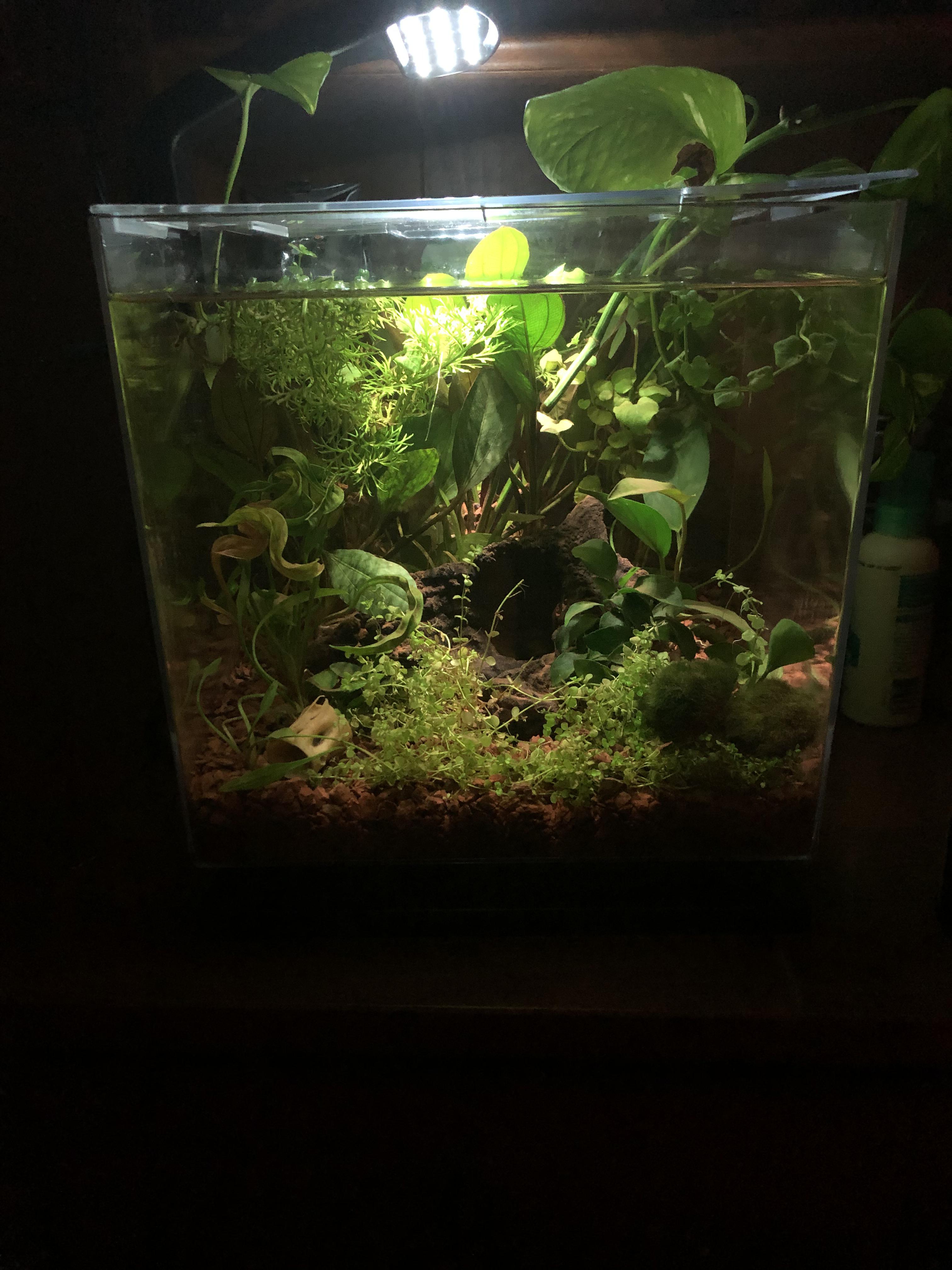 put a bone in my fish tank, now it crossed my mind it could be toxic to