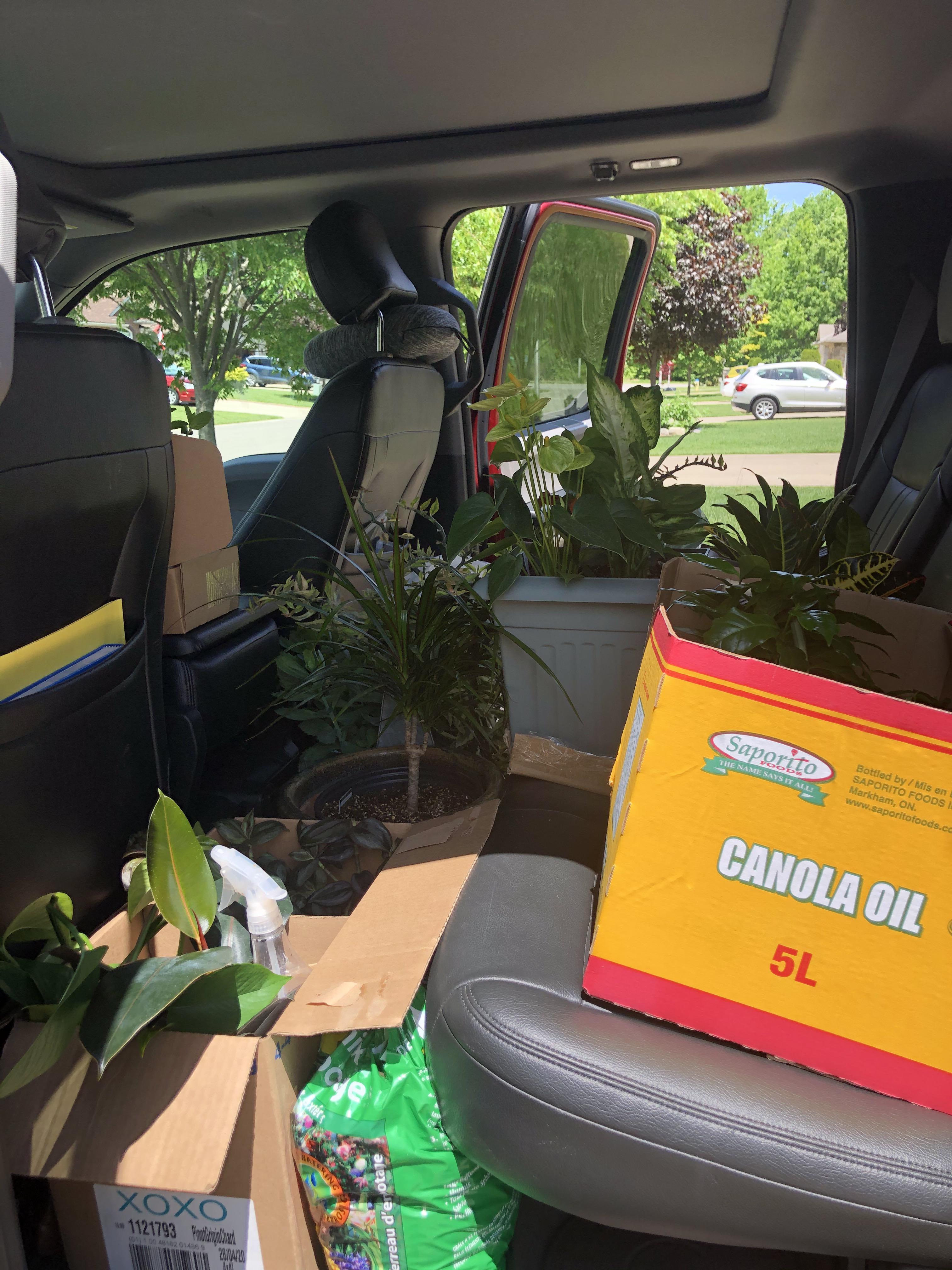 Moving back to my condo from my parents place😄 r/houseplants