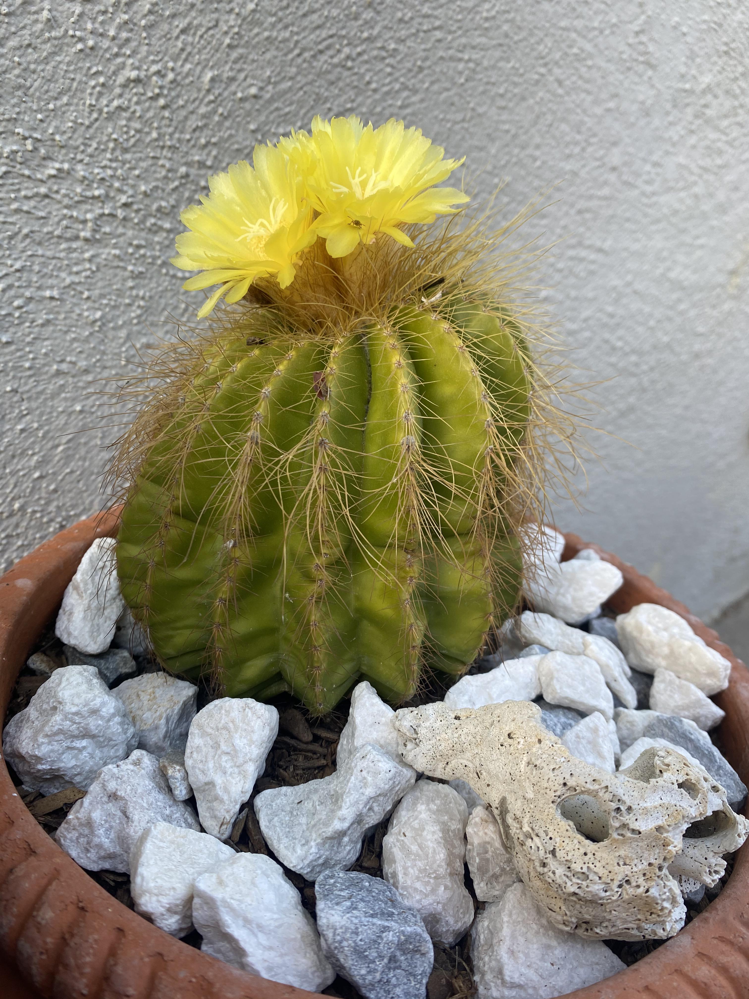 Does my cactus need water? It looks happy because it’s flowering, but