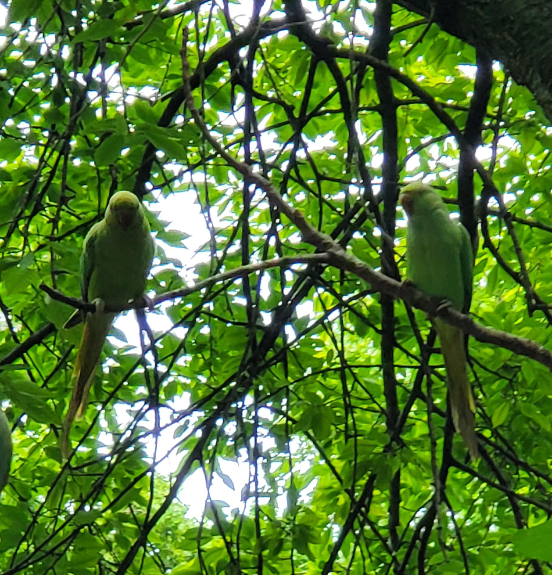 wild Parrots in Hyde Park, London r/parrots