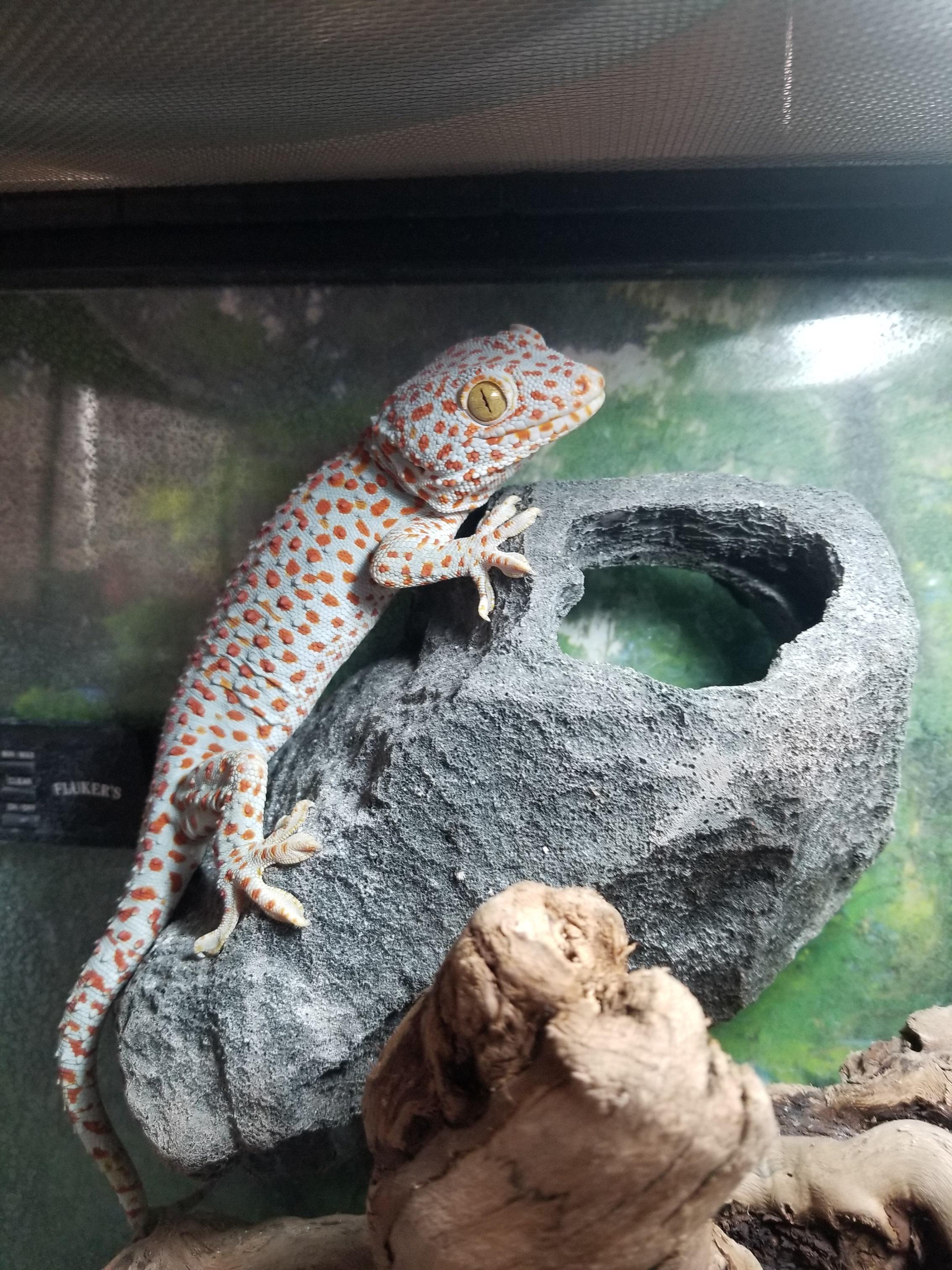 Thoughts on UVB for nocturnal/crepuscular geckos? My