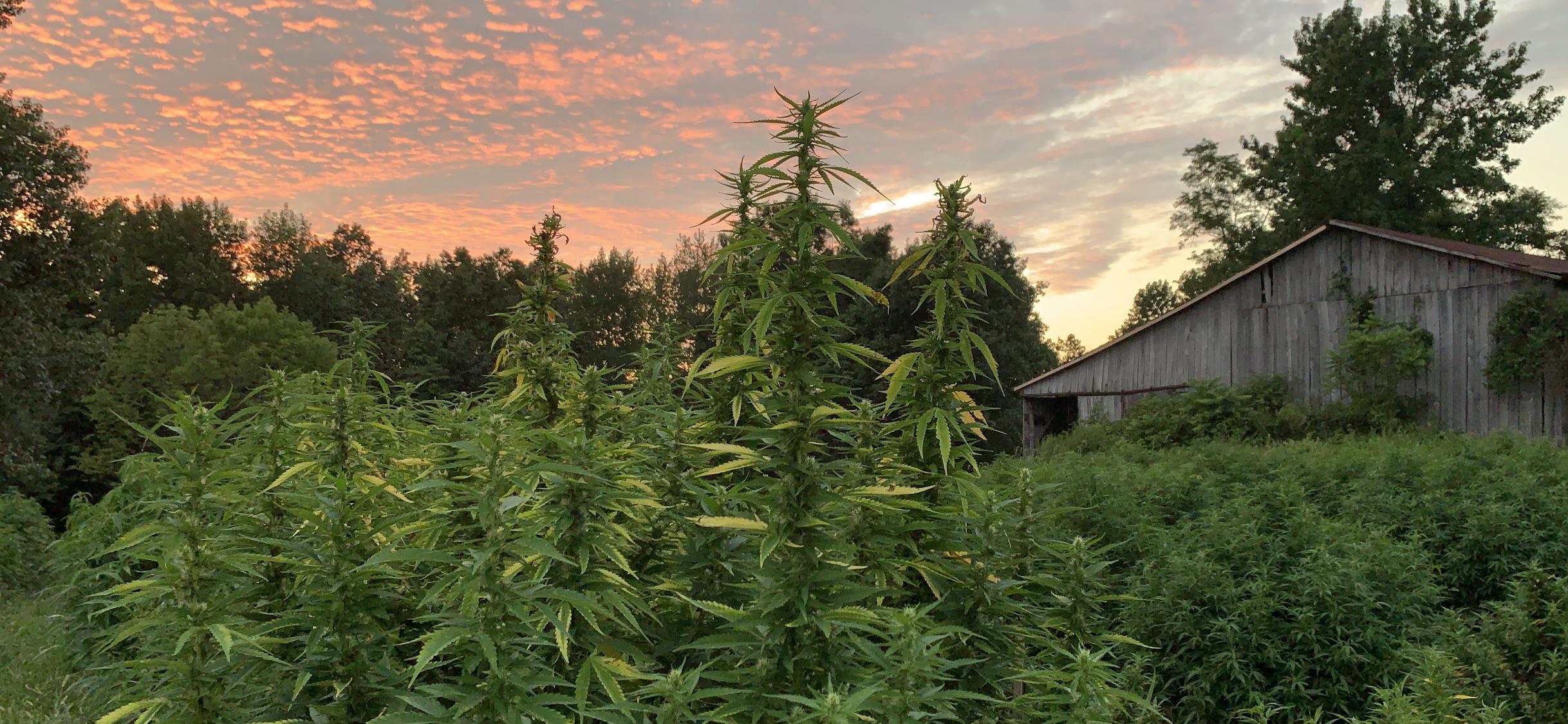 A good evening on a Kentucky Hemp Farm is much better than being behind