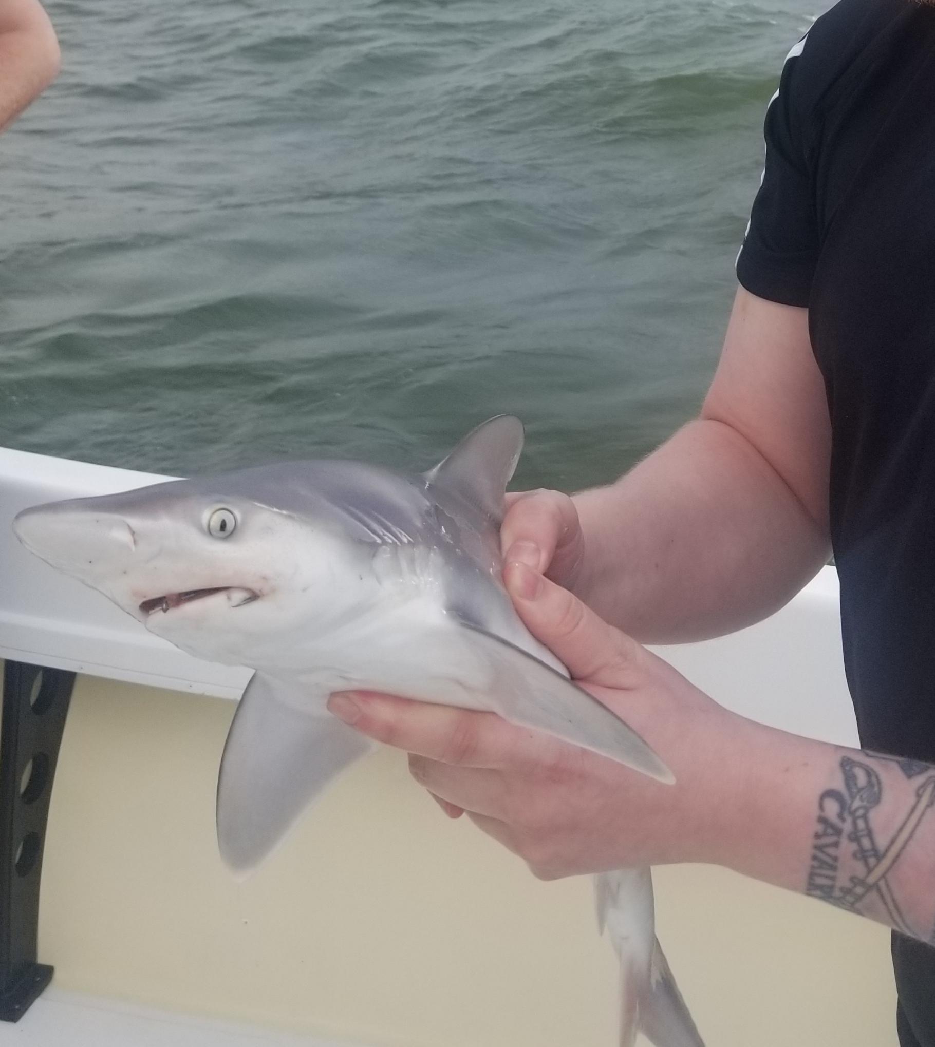 Is this a Sandbar Shark? Chesapeake Bay, Virginia r/sharks