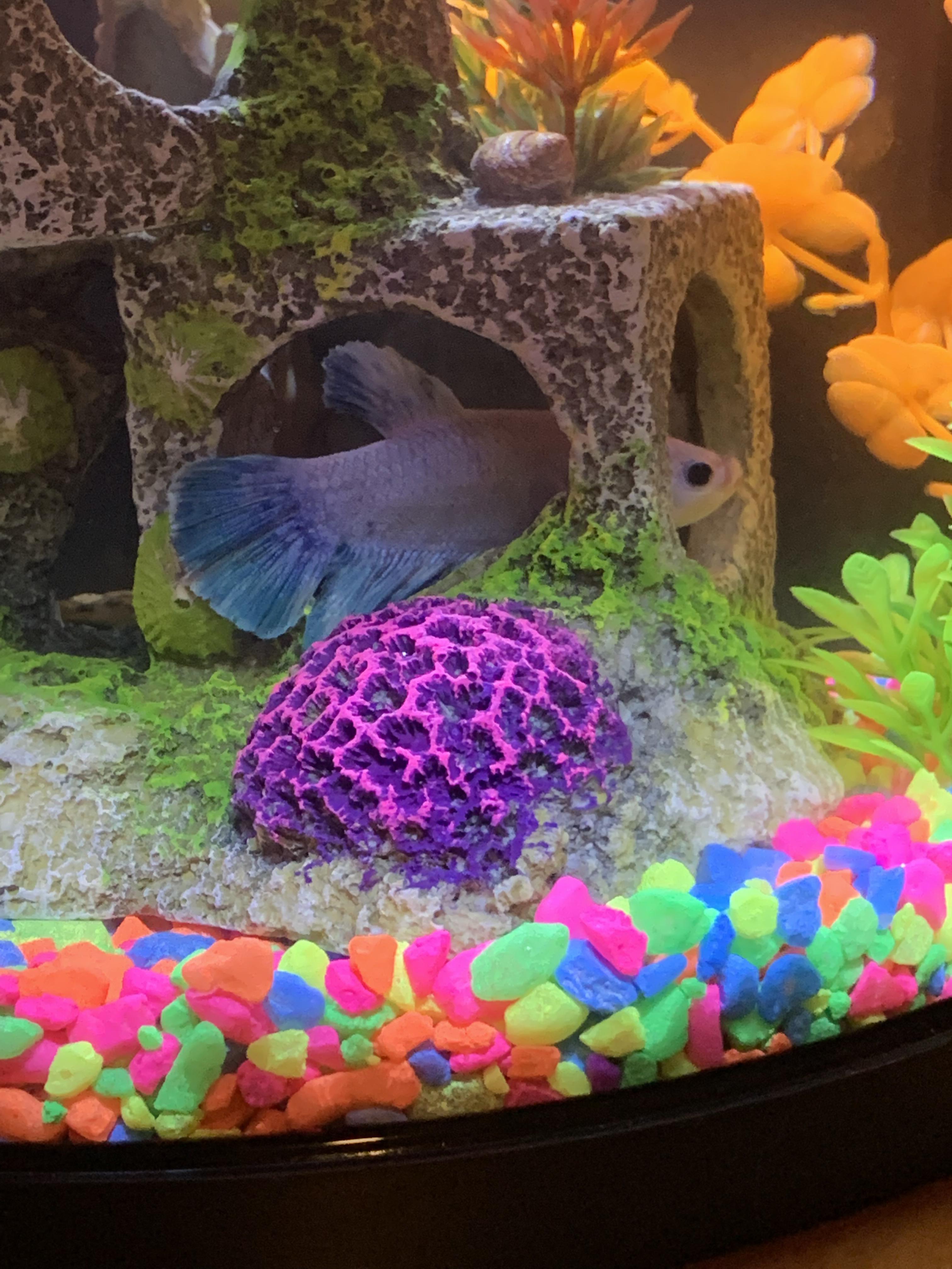 Sneak fish r/bettafish