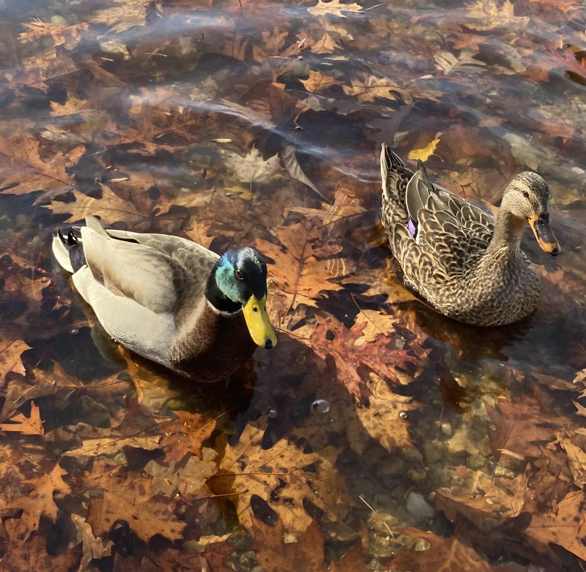 7 best u/the_king_of_ducks images on Pholder Conflictof Nations, Duck