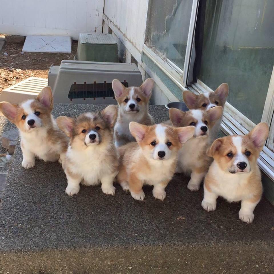 A pack of r/aww