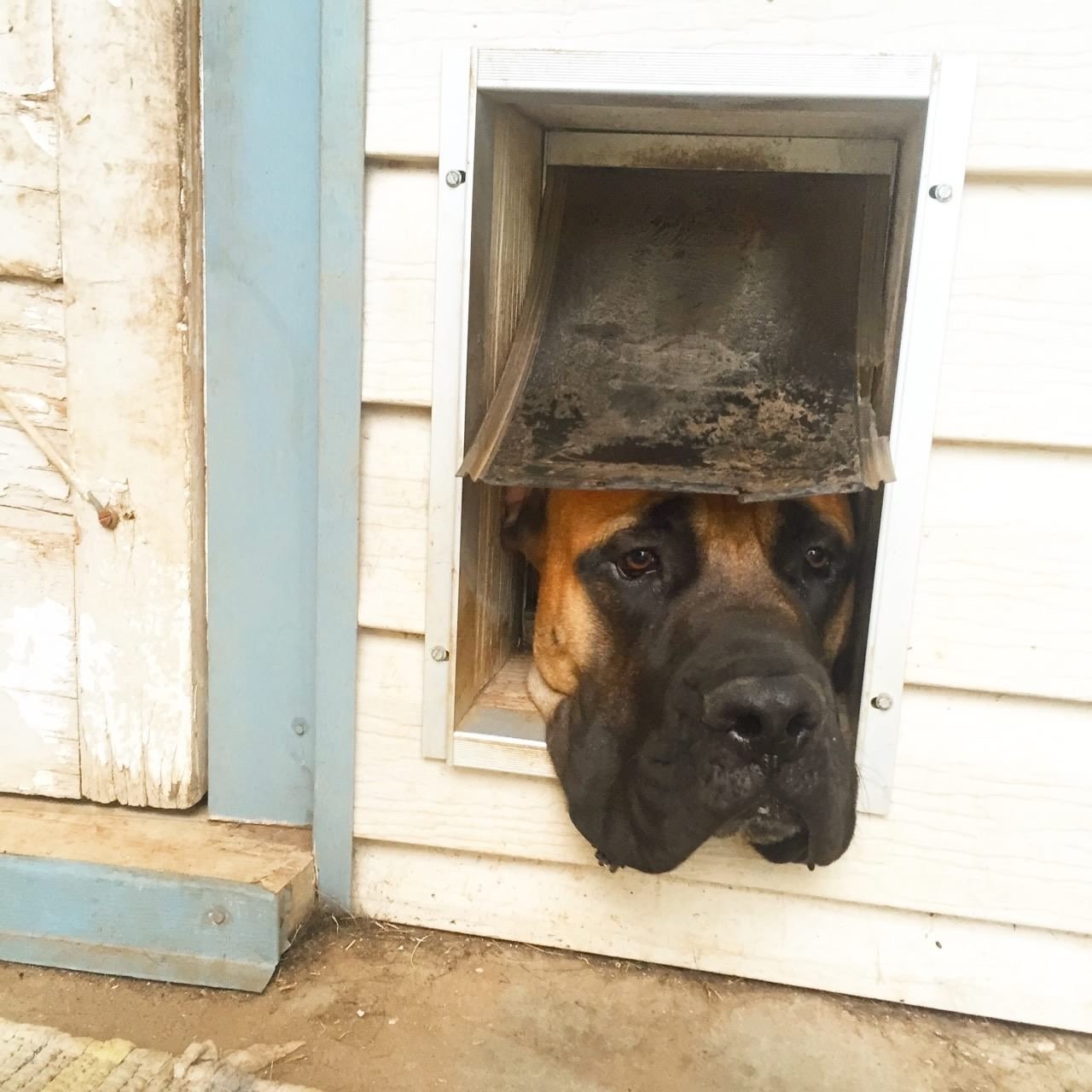 Atlas doesn't fit through the doggy door like he used to. r/Mastiff