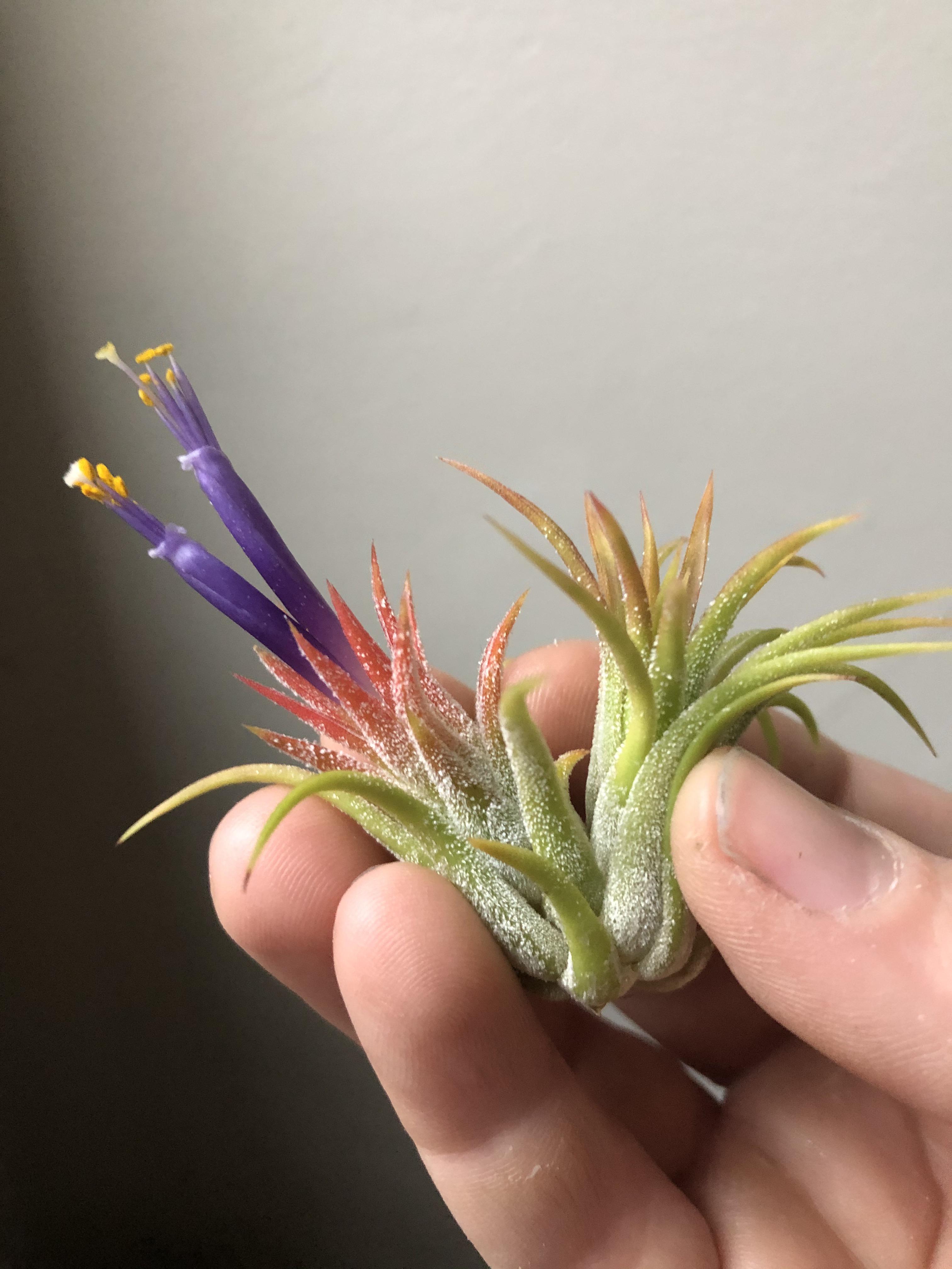 My smallest air plant is quite ambitious this year. r/airplants