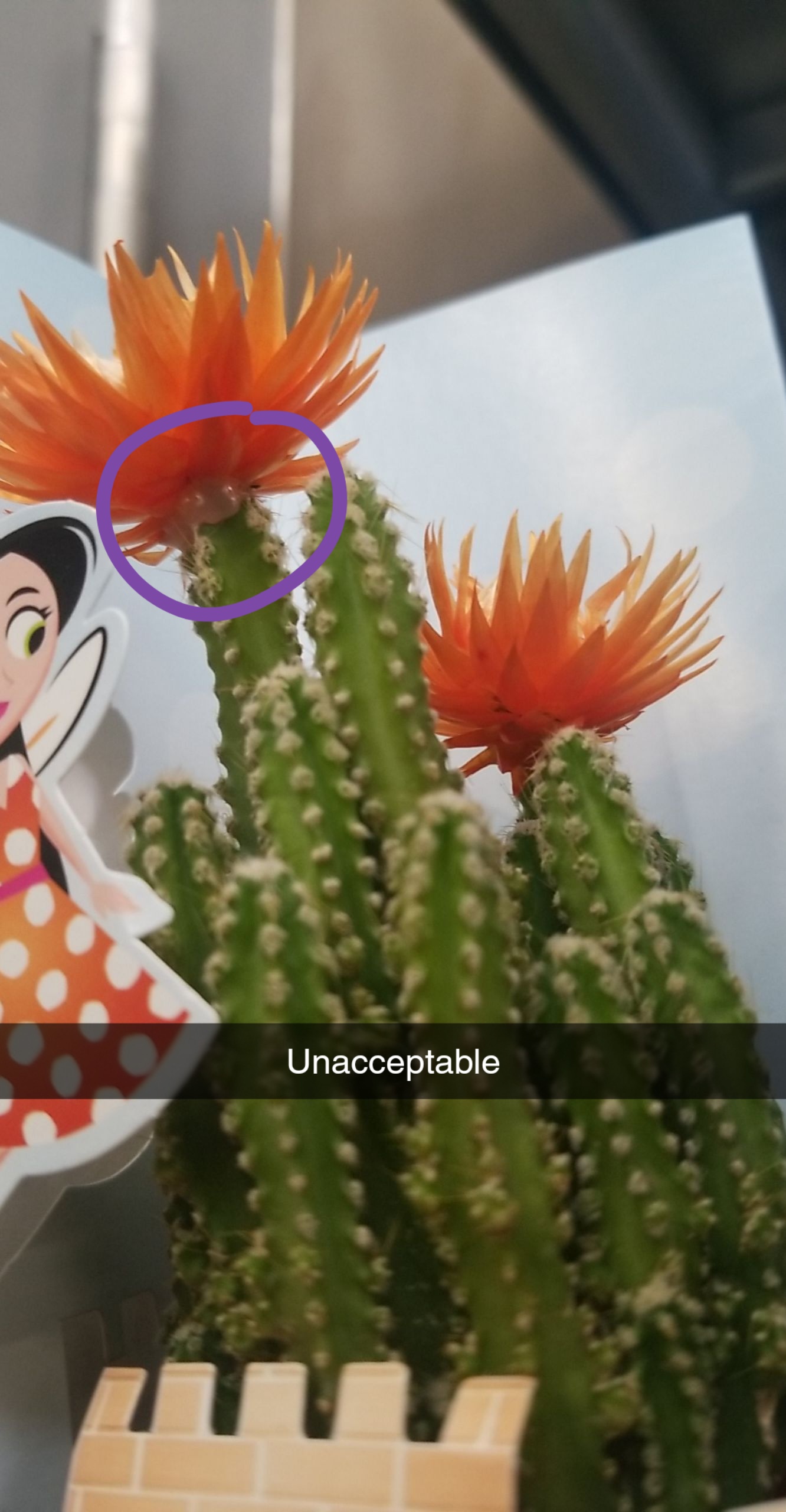 Walmart super gluing fake flowers on real cacti 🤮 r/plantabuse