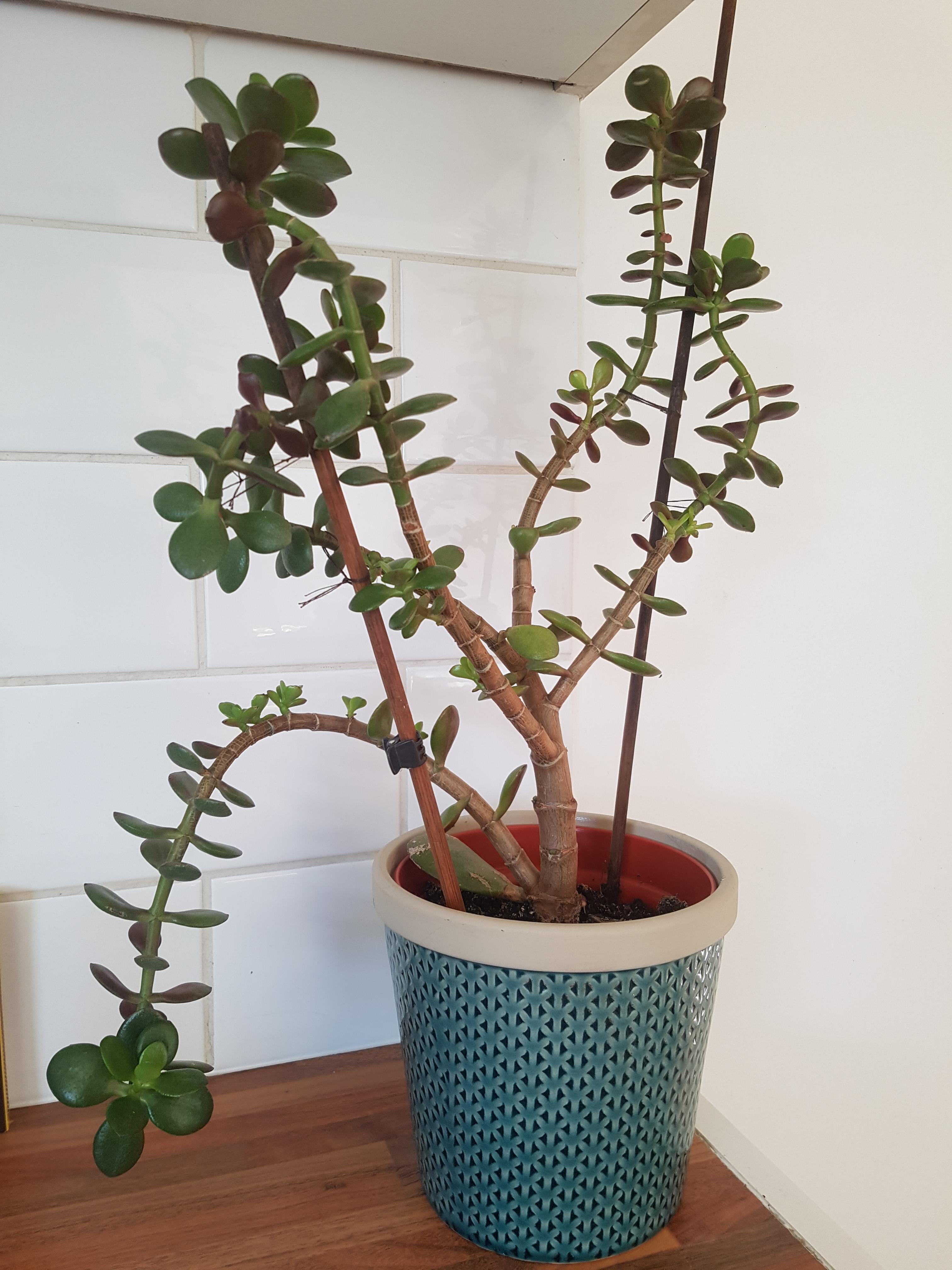 Why is my jade plant drooping? (All branches droop witbout the stick
