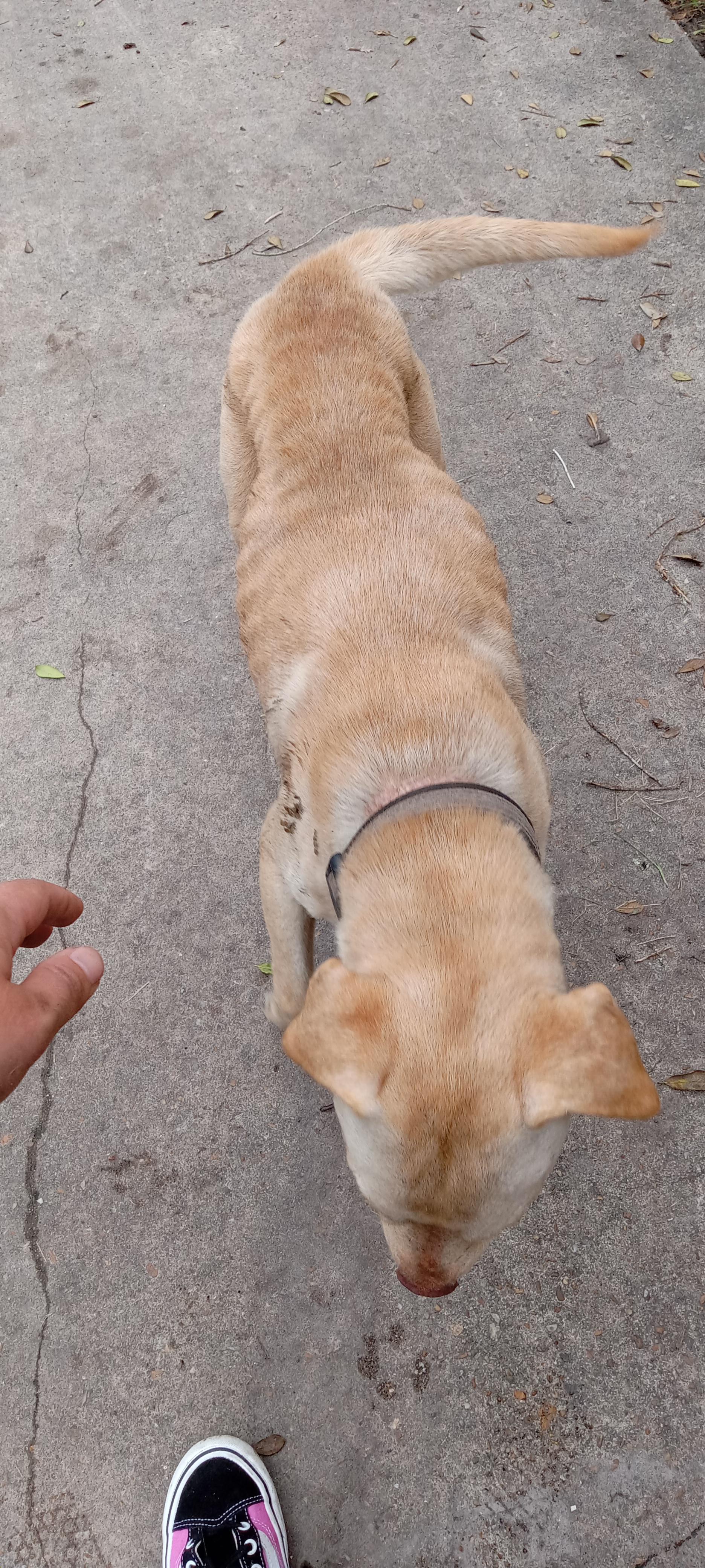 found stray dog Commonwealth & Edgewood area r/jacksonville