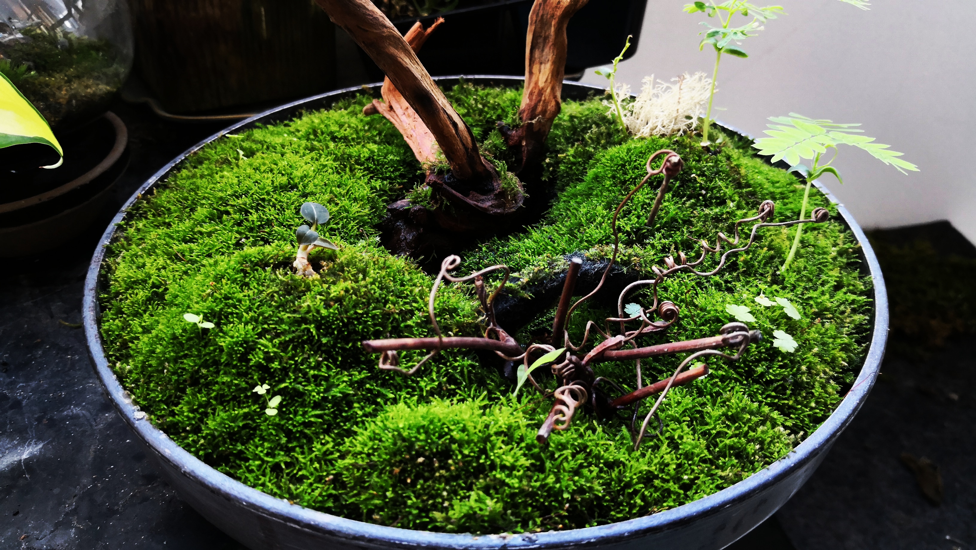 zen moss garden r/Mosses