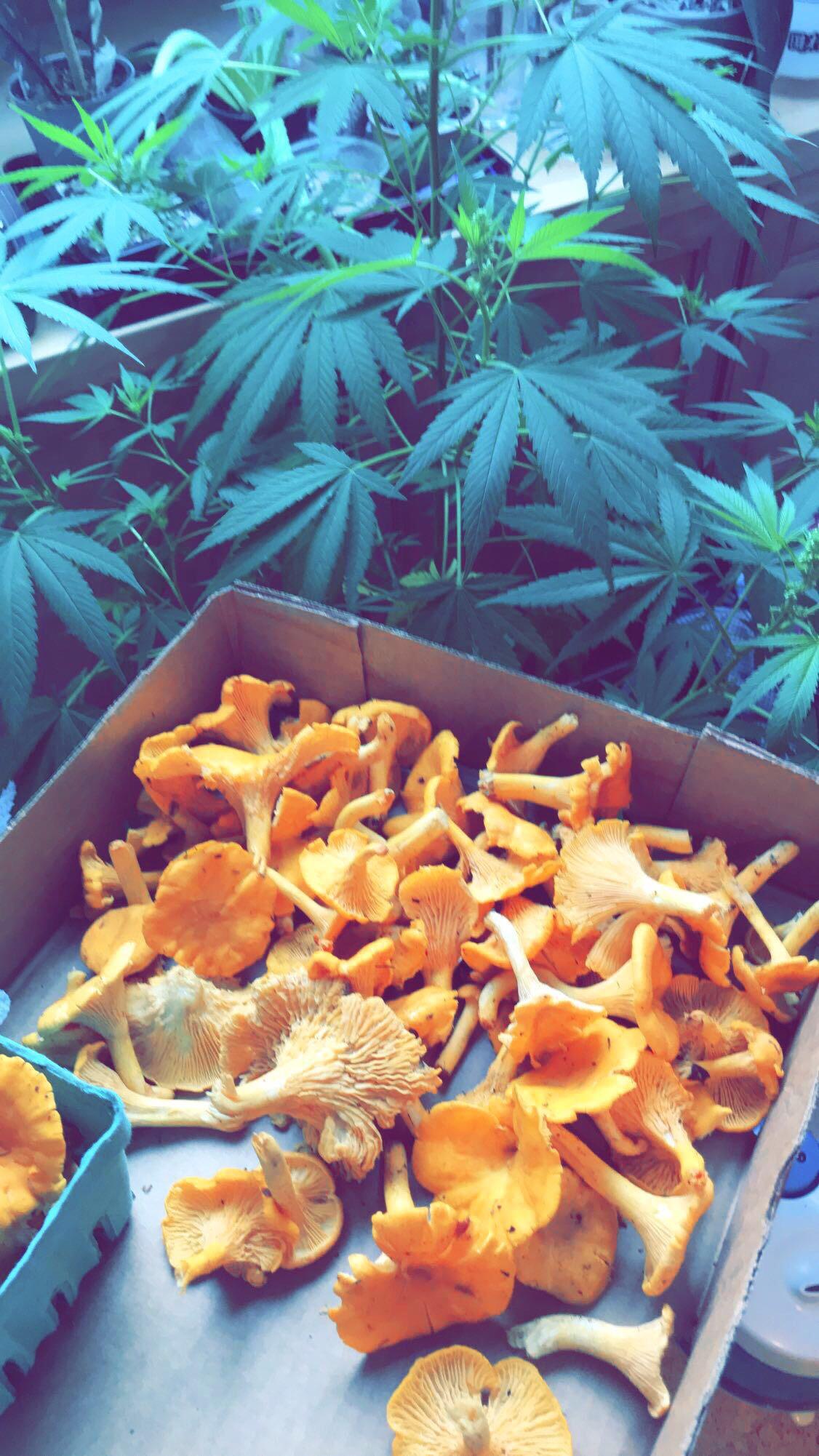 Chanterelles and ganja I love Vermont r/Vermontijuana