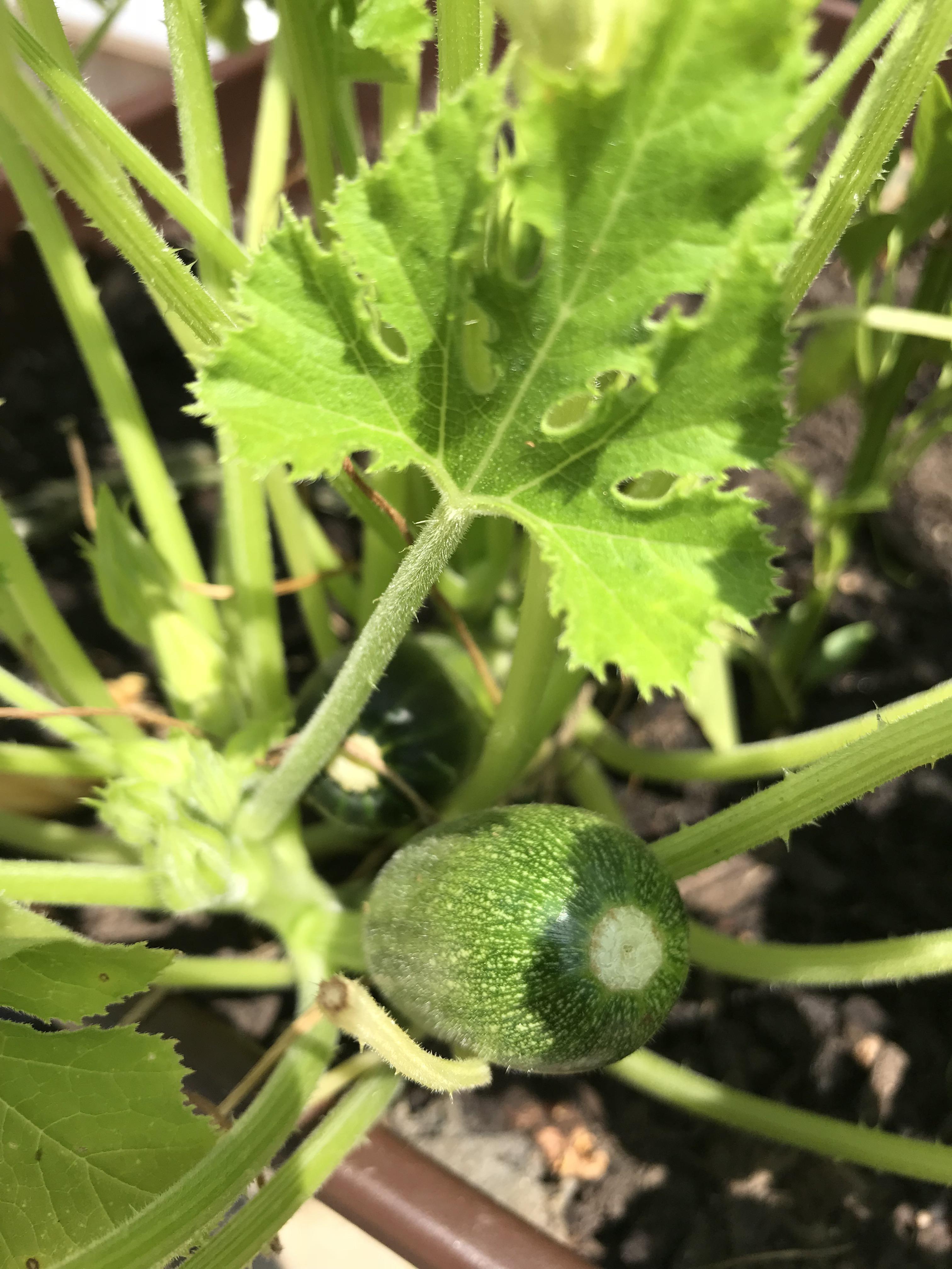 My green griller zucchini is looking good! r/gardening