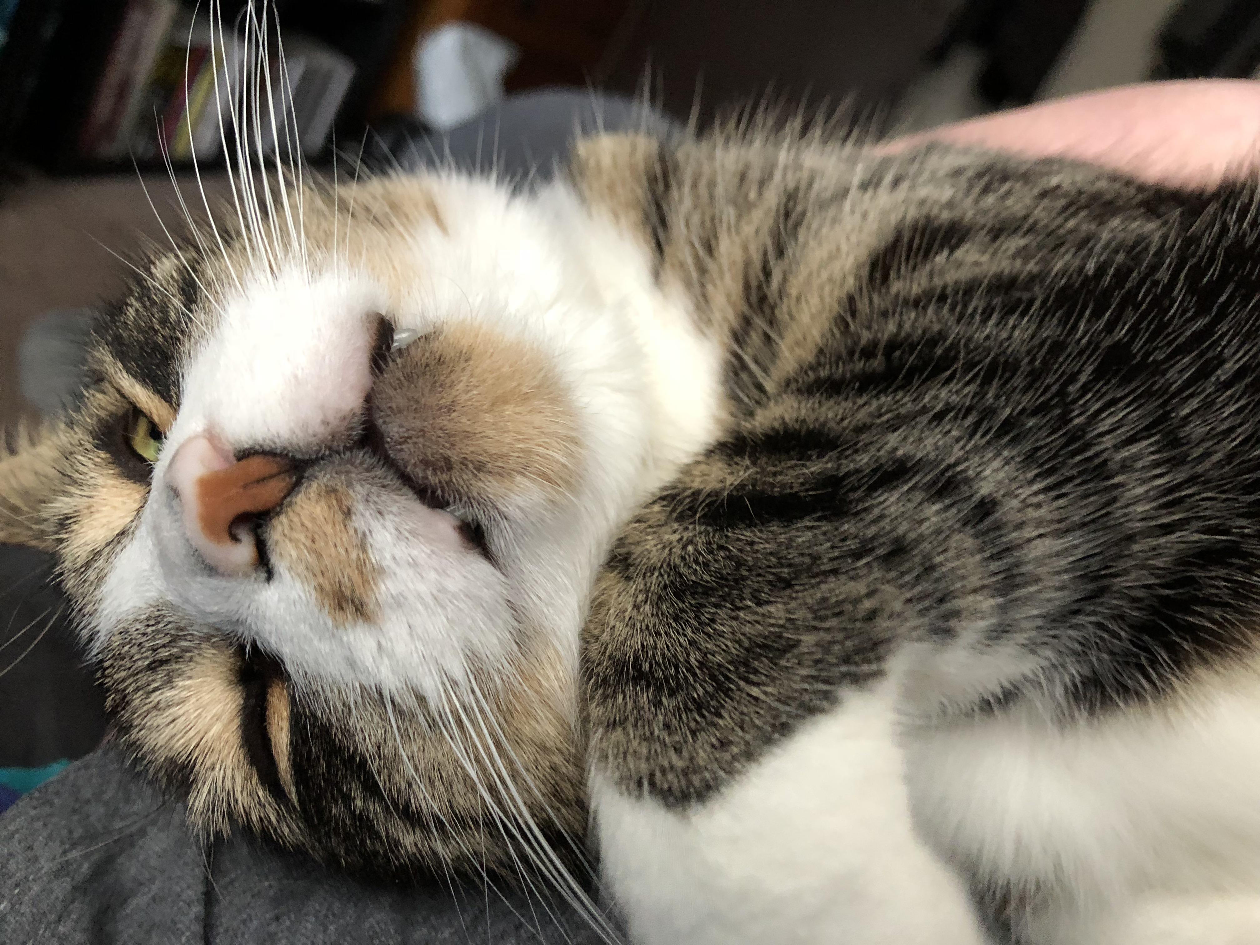 Sorry I can’t come into work today my cat is laying on my chest r/cats