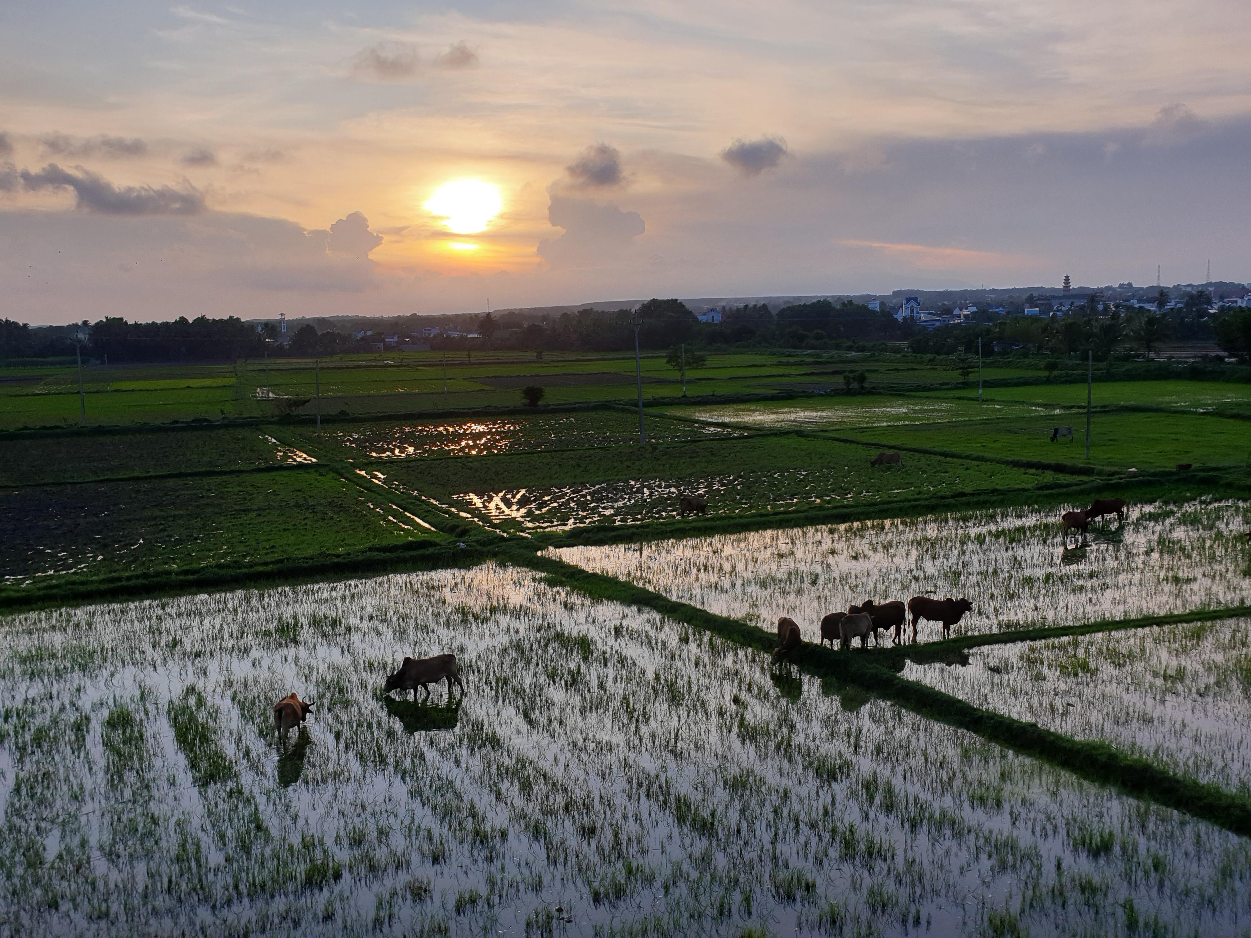 A very fine view of Vietnamese farmland r/VietNam