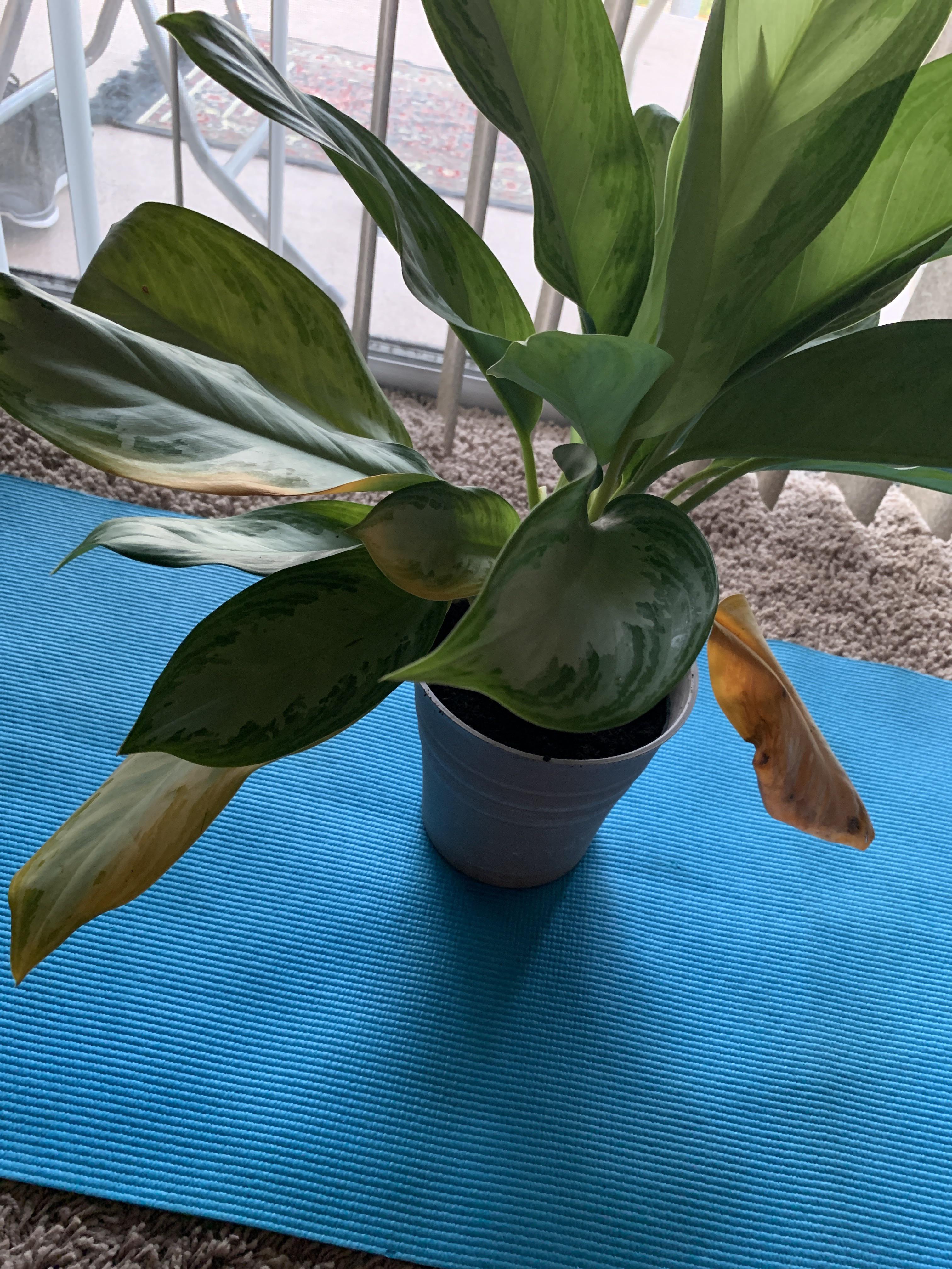 Can anyone guide me on how to take care of my Chinese Evergreen plant