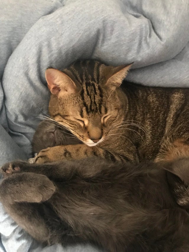 Blursed Cat Choke r/blursedimages