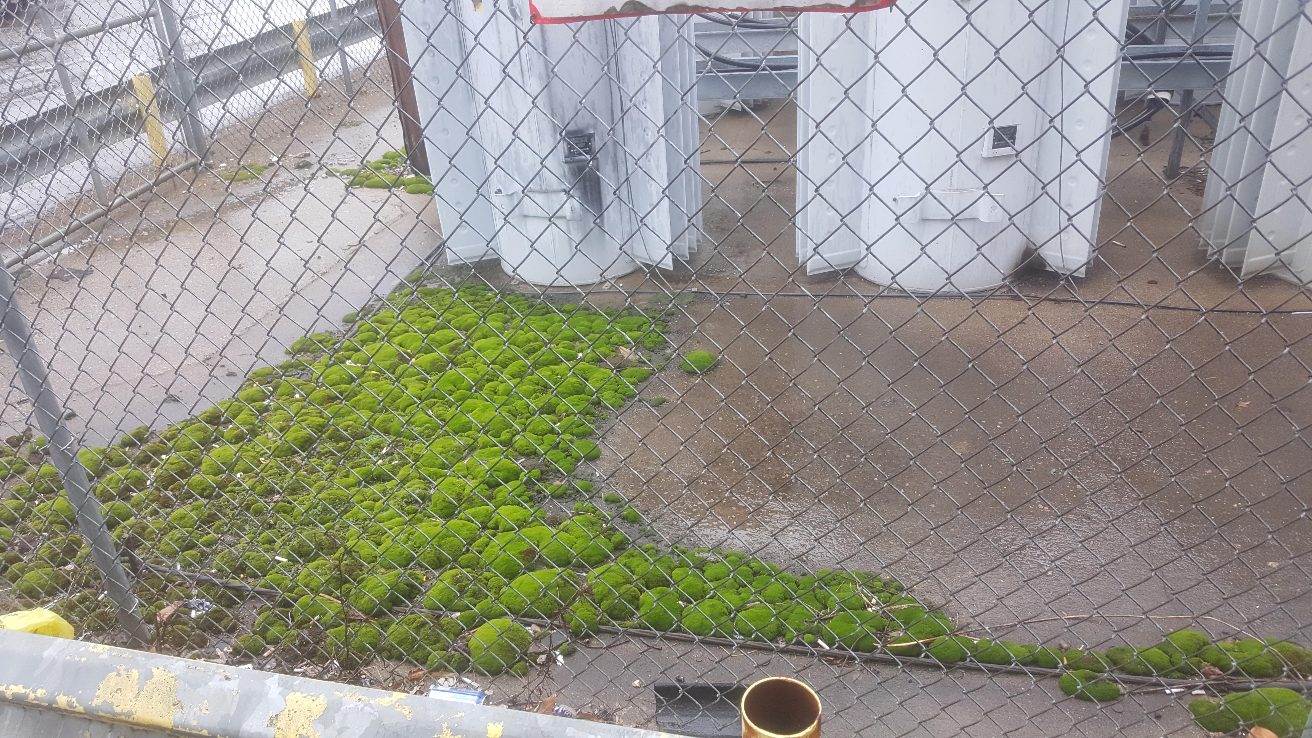 The way this moss grows around the ground wire. r/mildlyinteresting