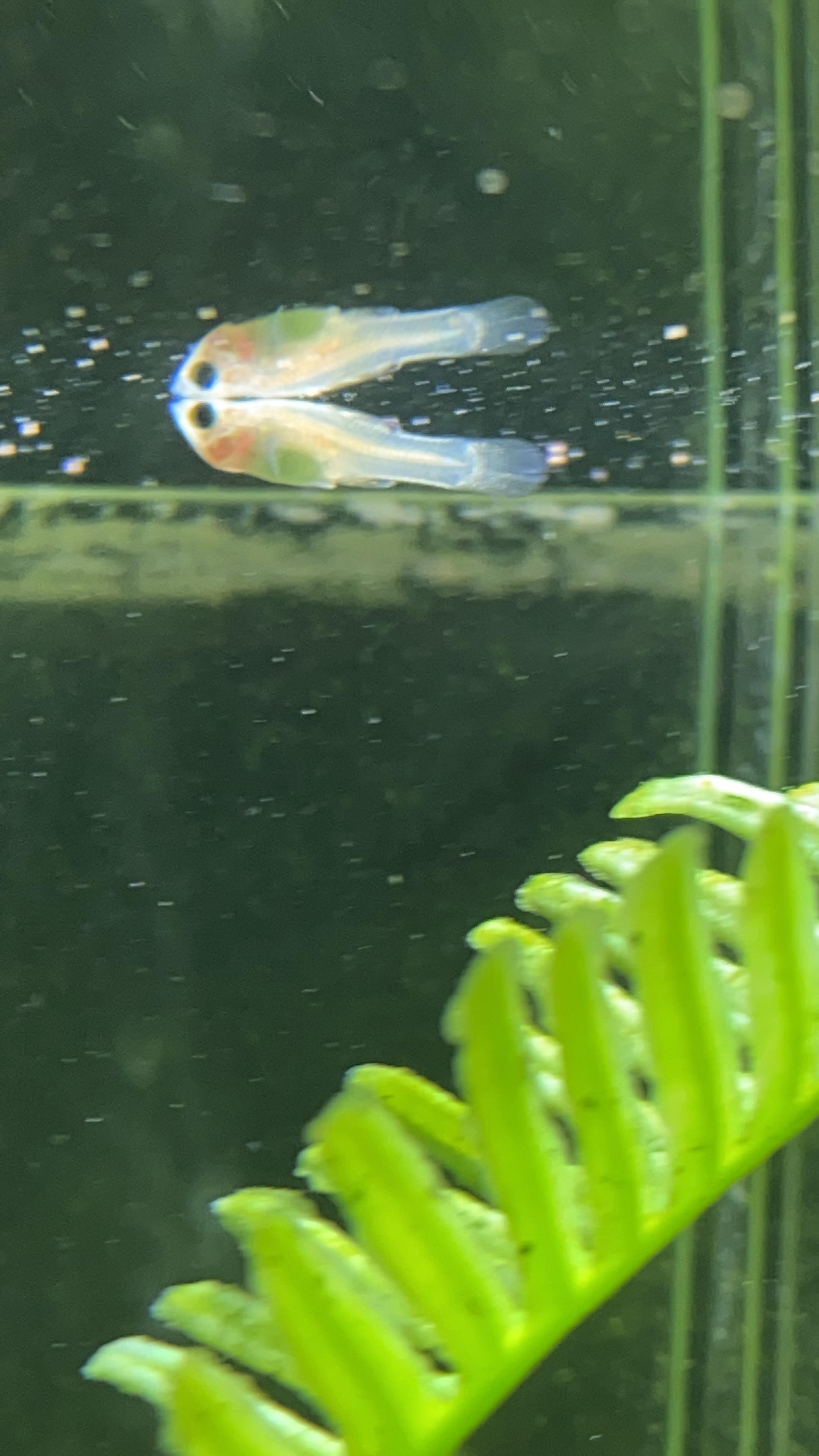 molly or guppy fry ? r/Aquariums