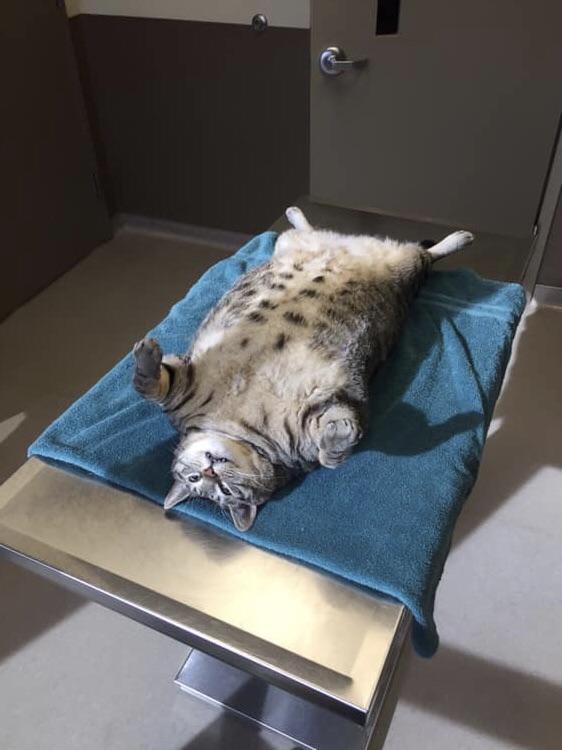 PsBattle This sedated cat at the vet.