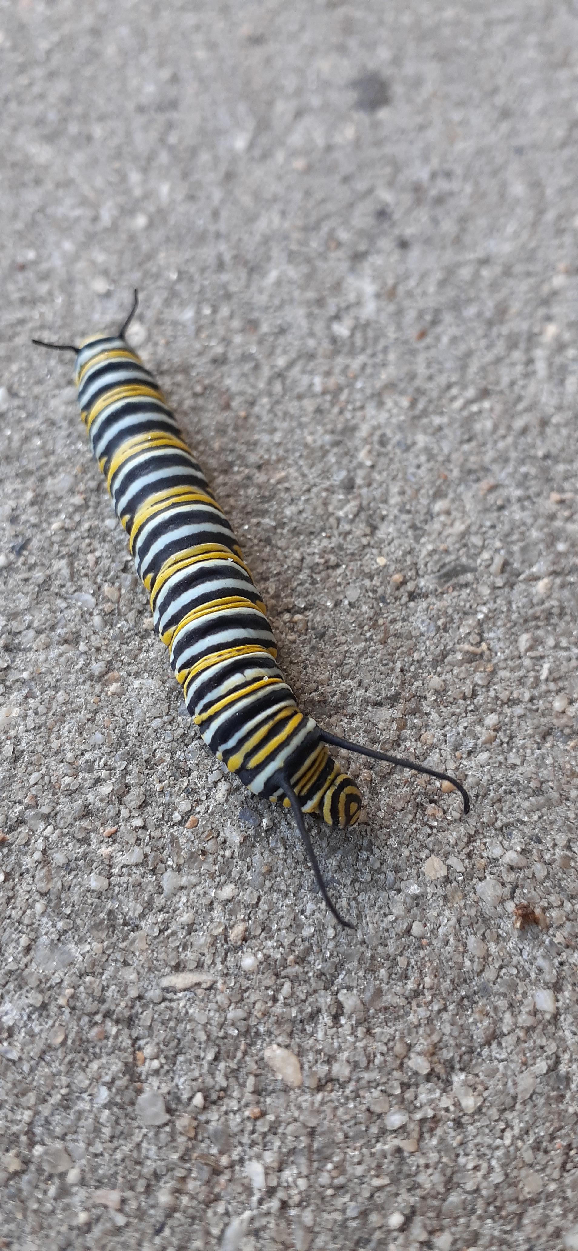 "Best caterpillar in the world" : caterpillars