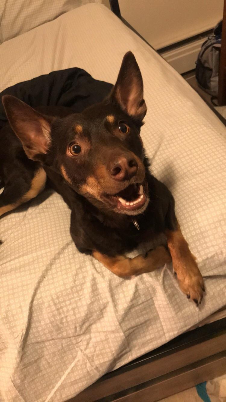 Why Does My Dogs Pupils Dilate When He Looks At Me