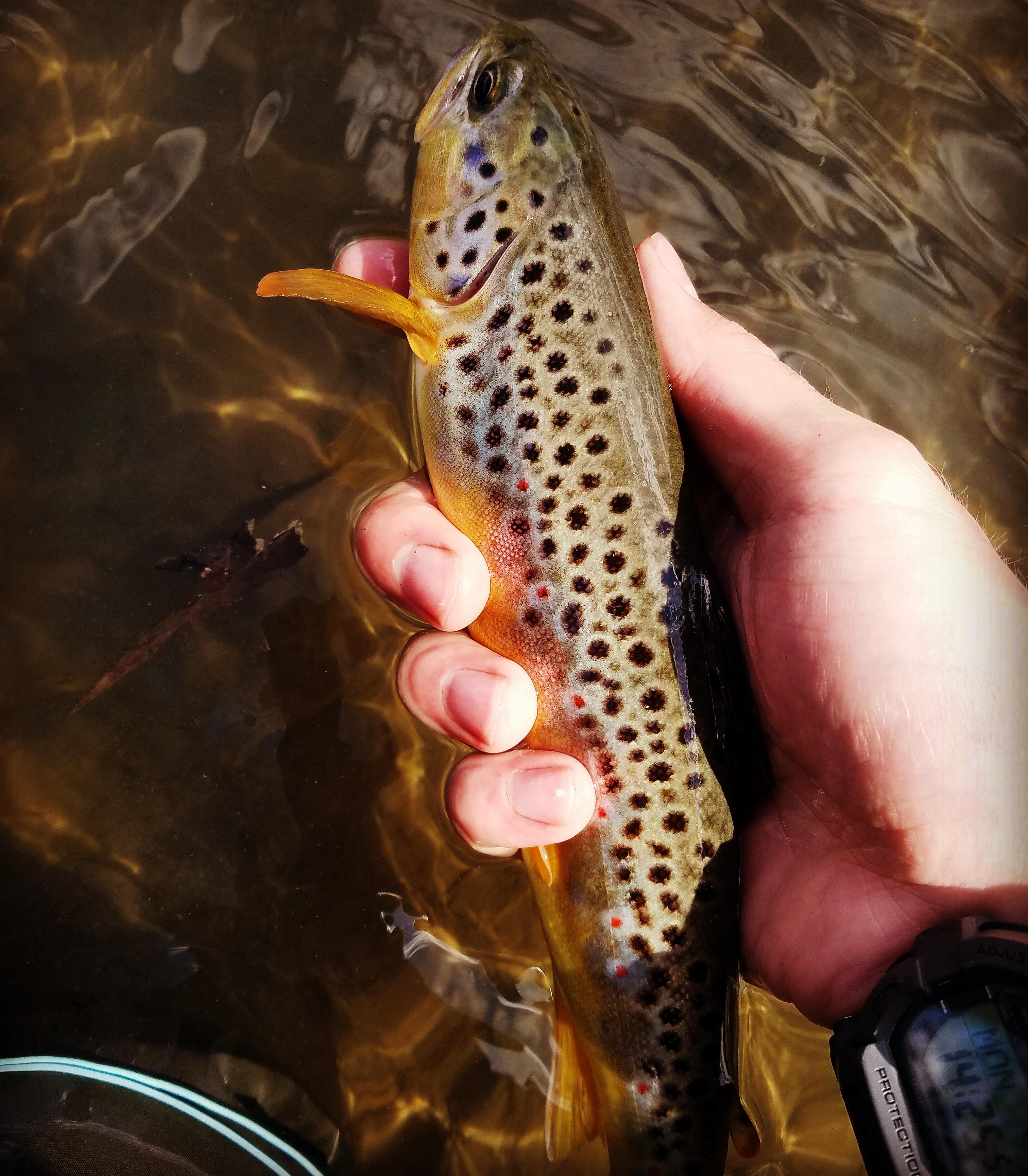 Black Earth Creek Wisconsin Brown r/flyfishing