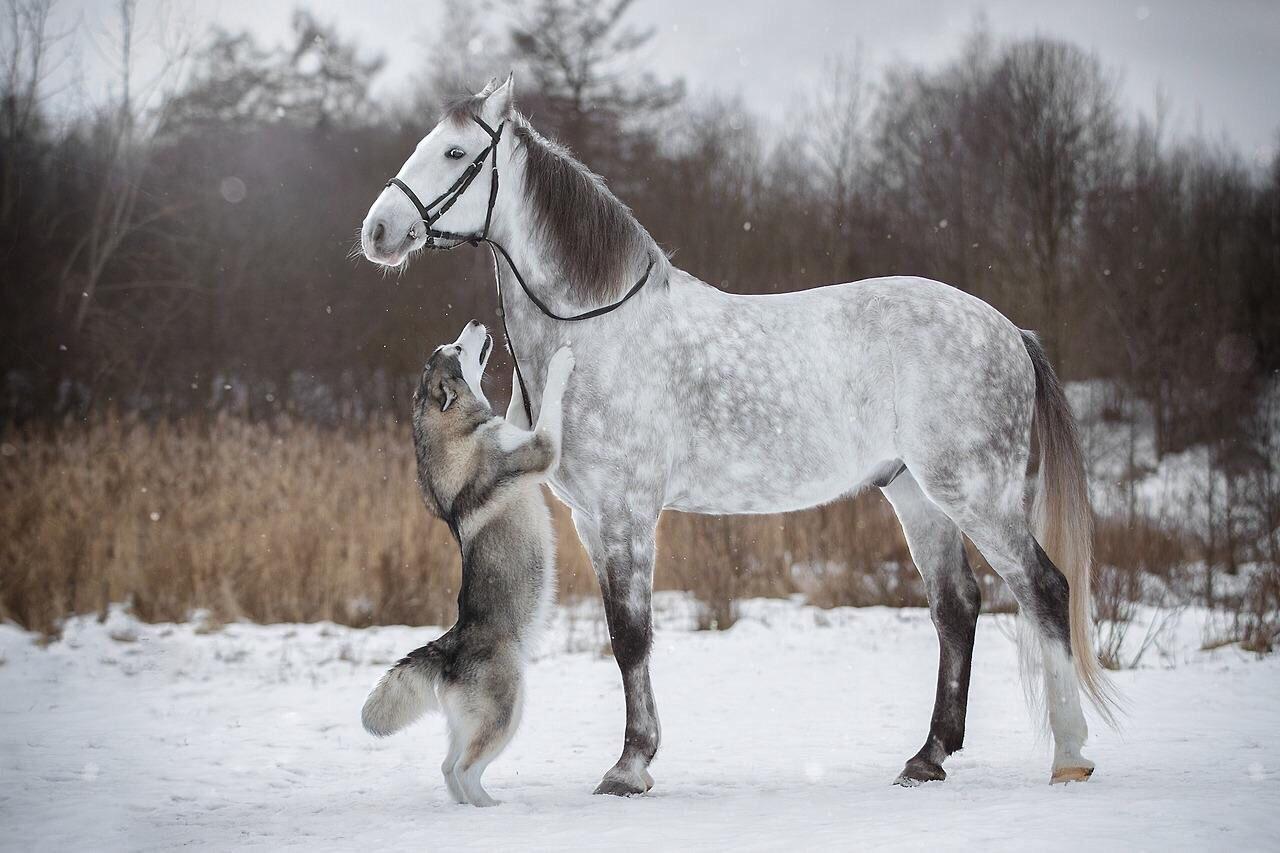 PsBattle Husky and a horse