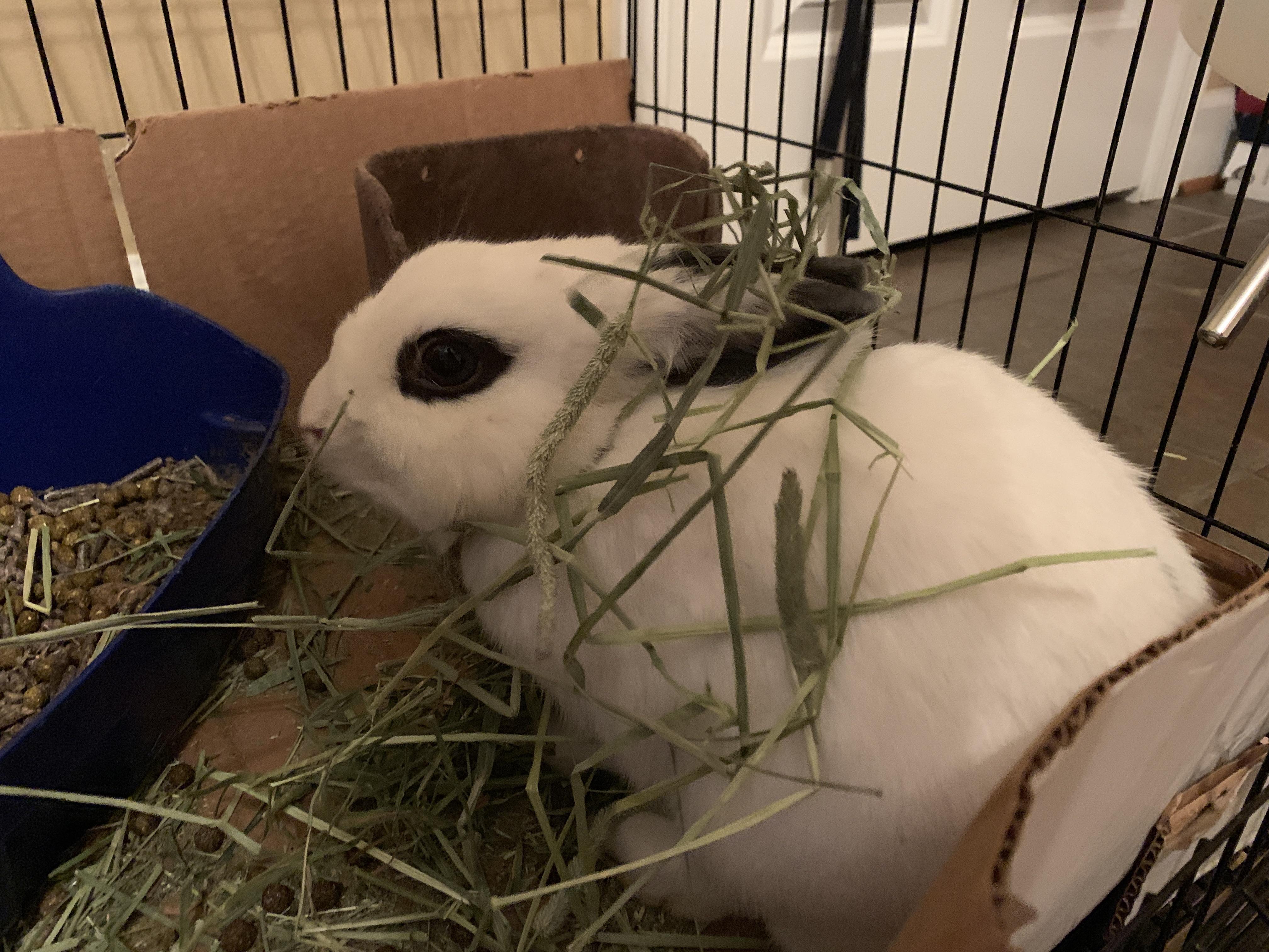 Dr. Hops is so messy when she eats r/Rabbits