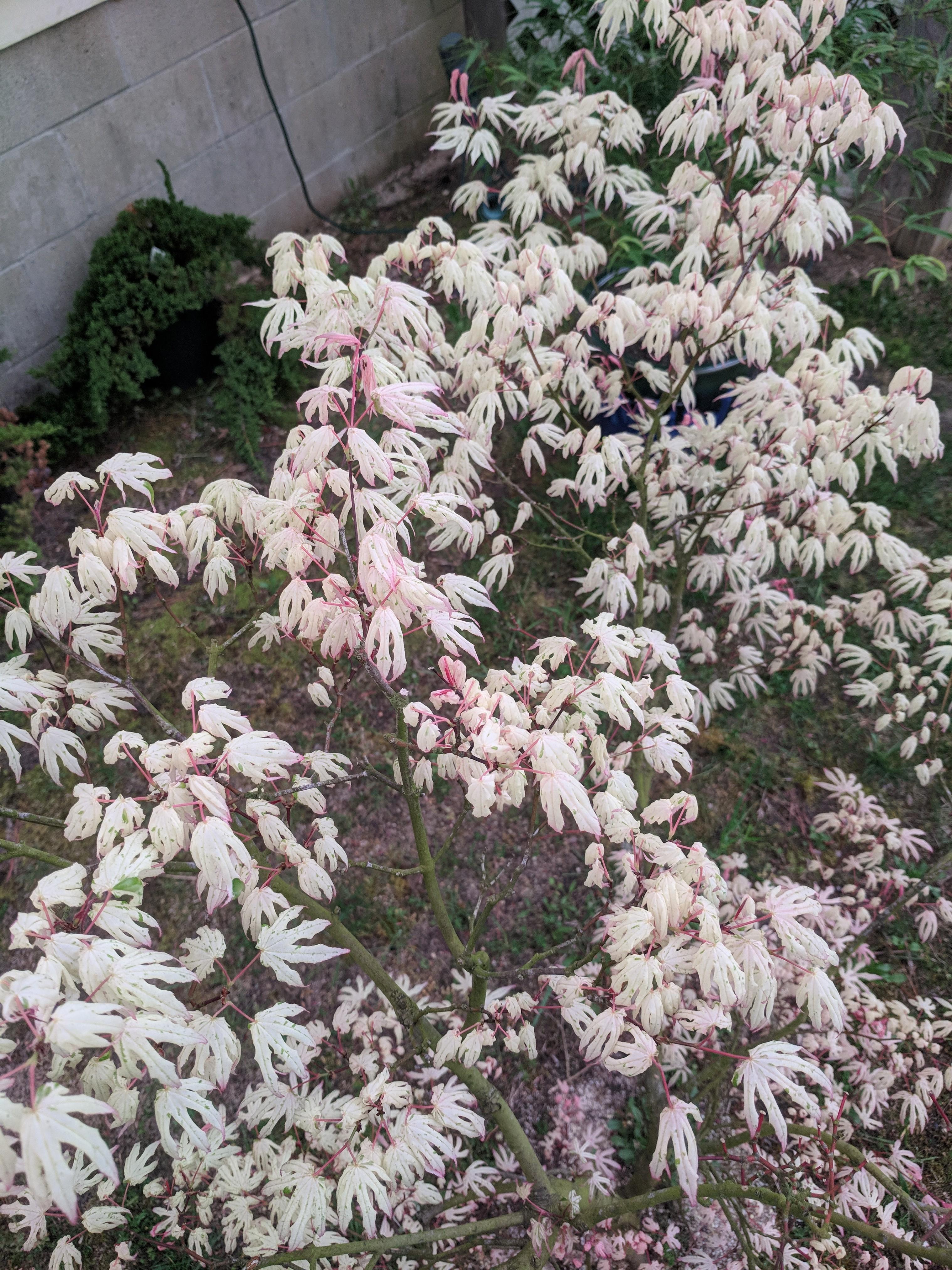 Ukigumo "Floating Cloud" Japanese Maple r/JapaneseMaples