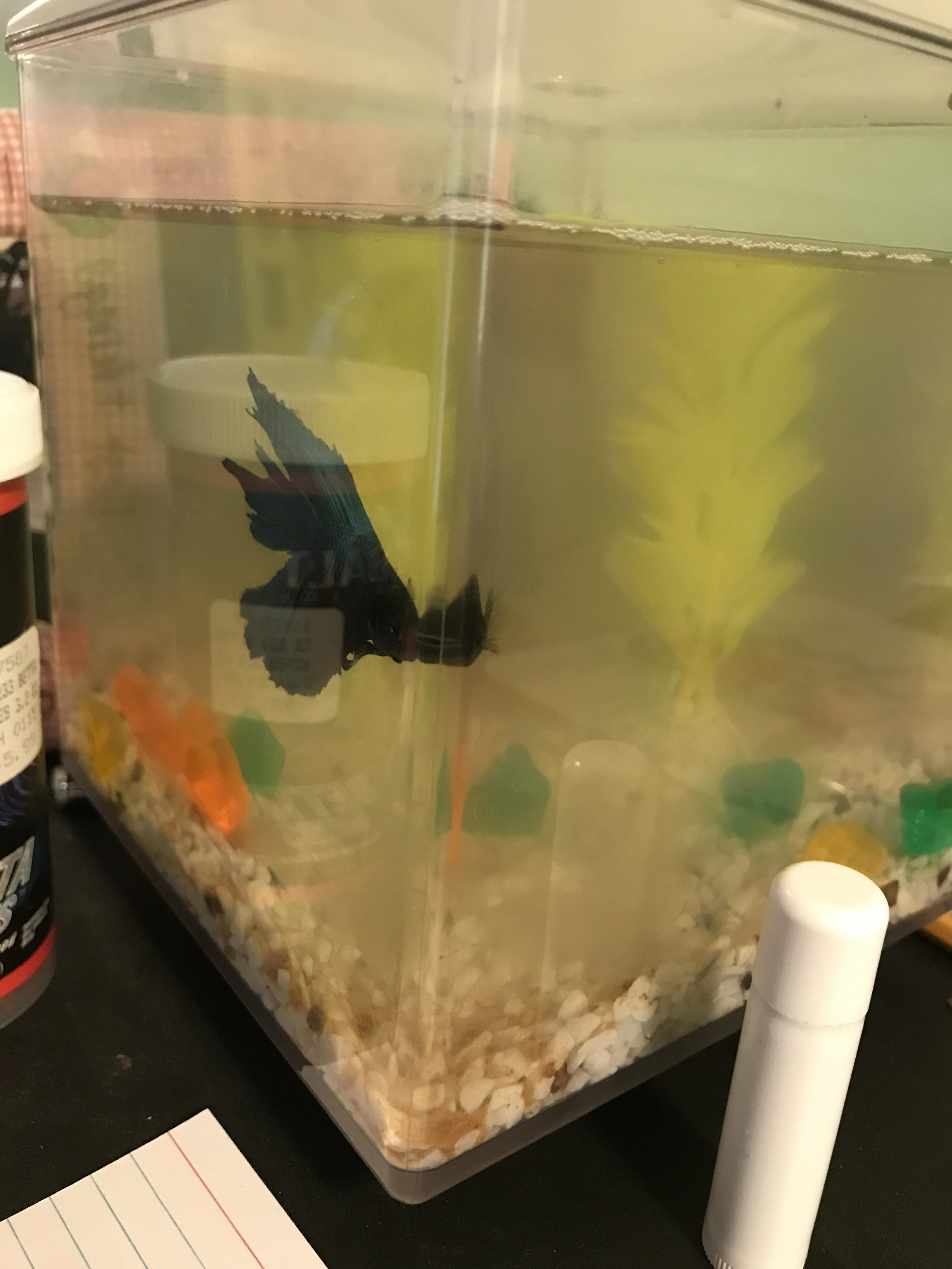 There is this Betta at work and they won't let me do anything about it