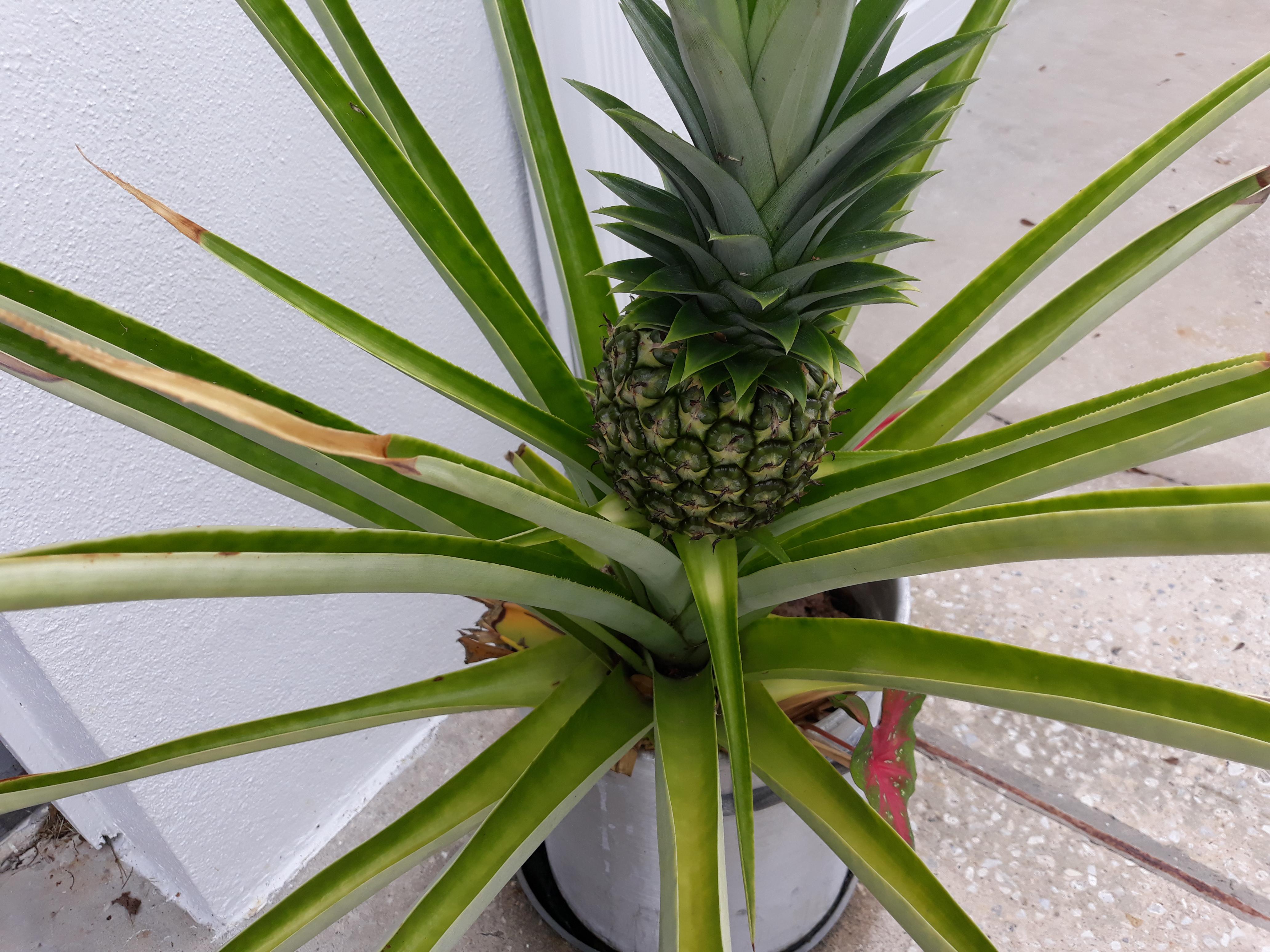 My little pineapple! r/gardening