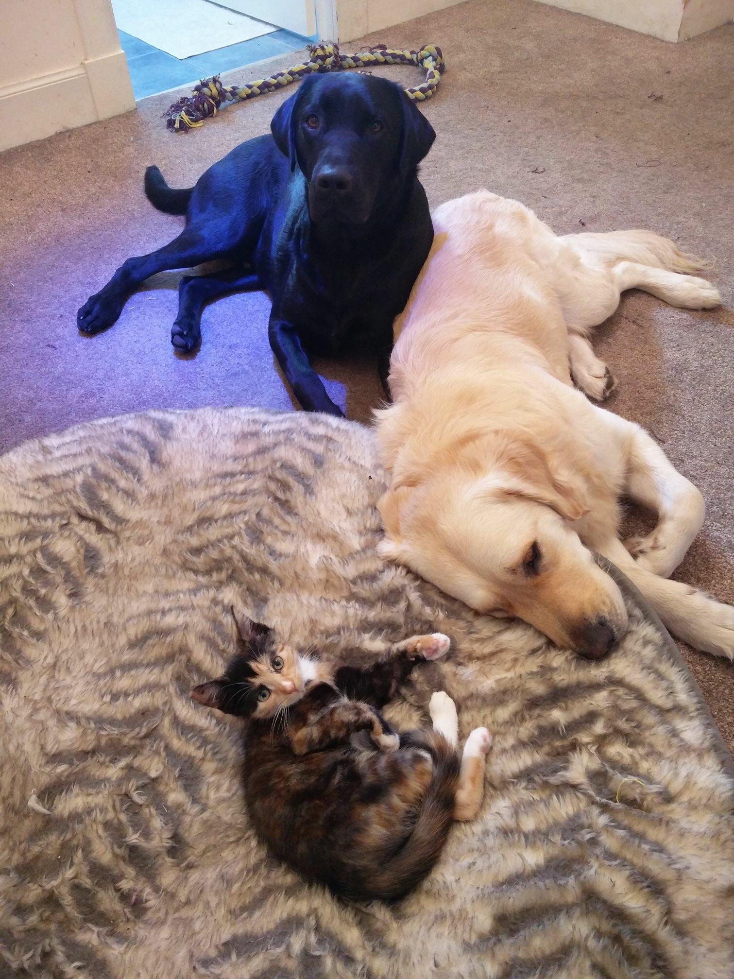 You can tell who rules the roost. r/aww