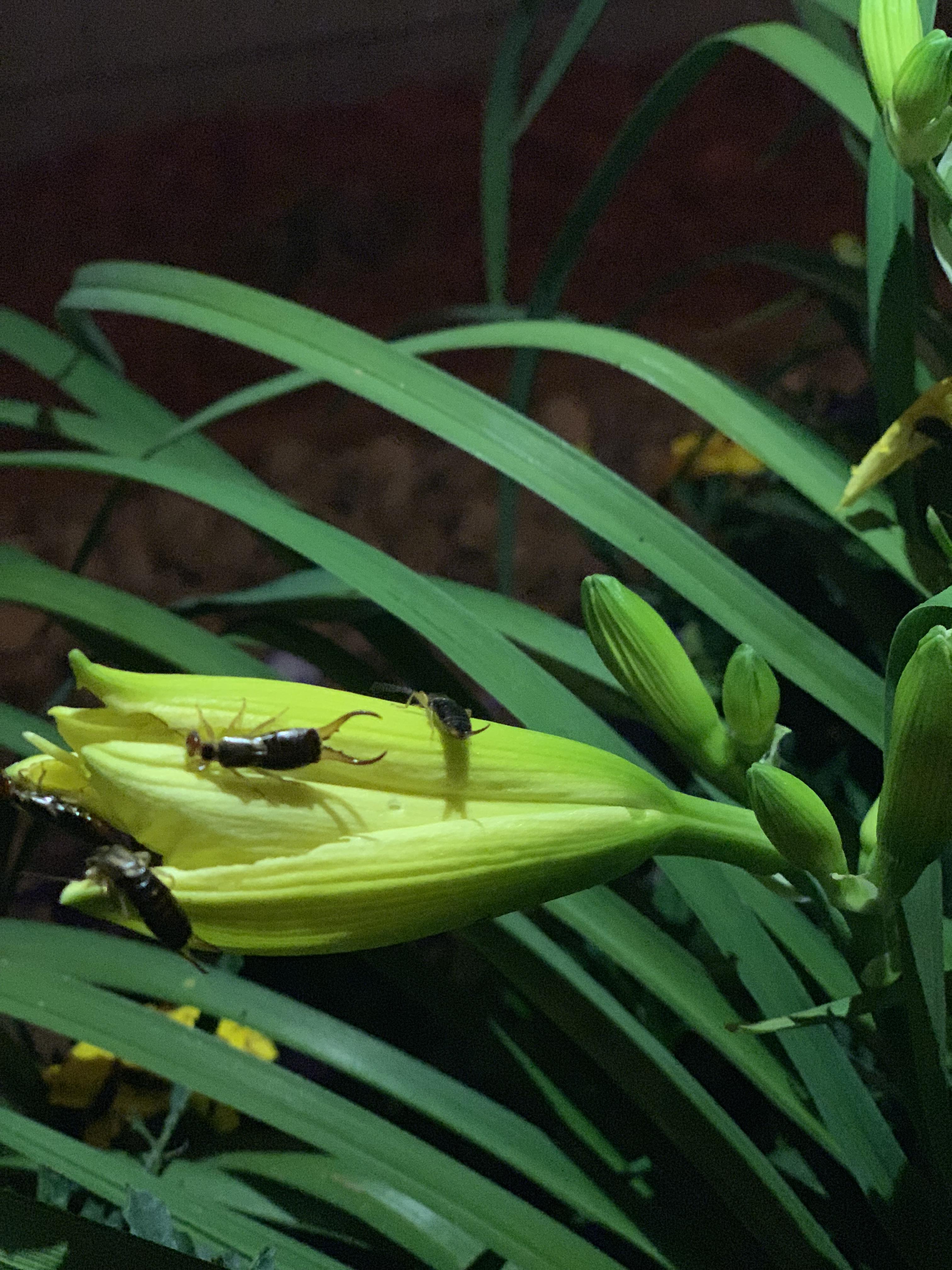 These gross bugs are eating my plants but only at night. Does anyone