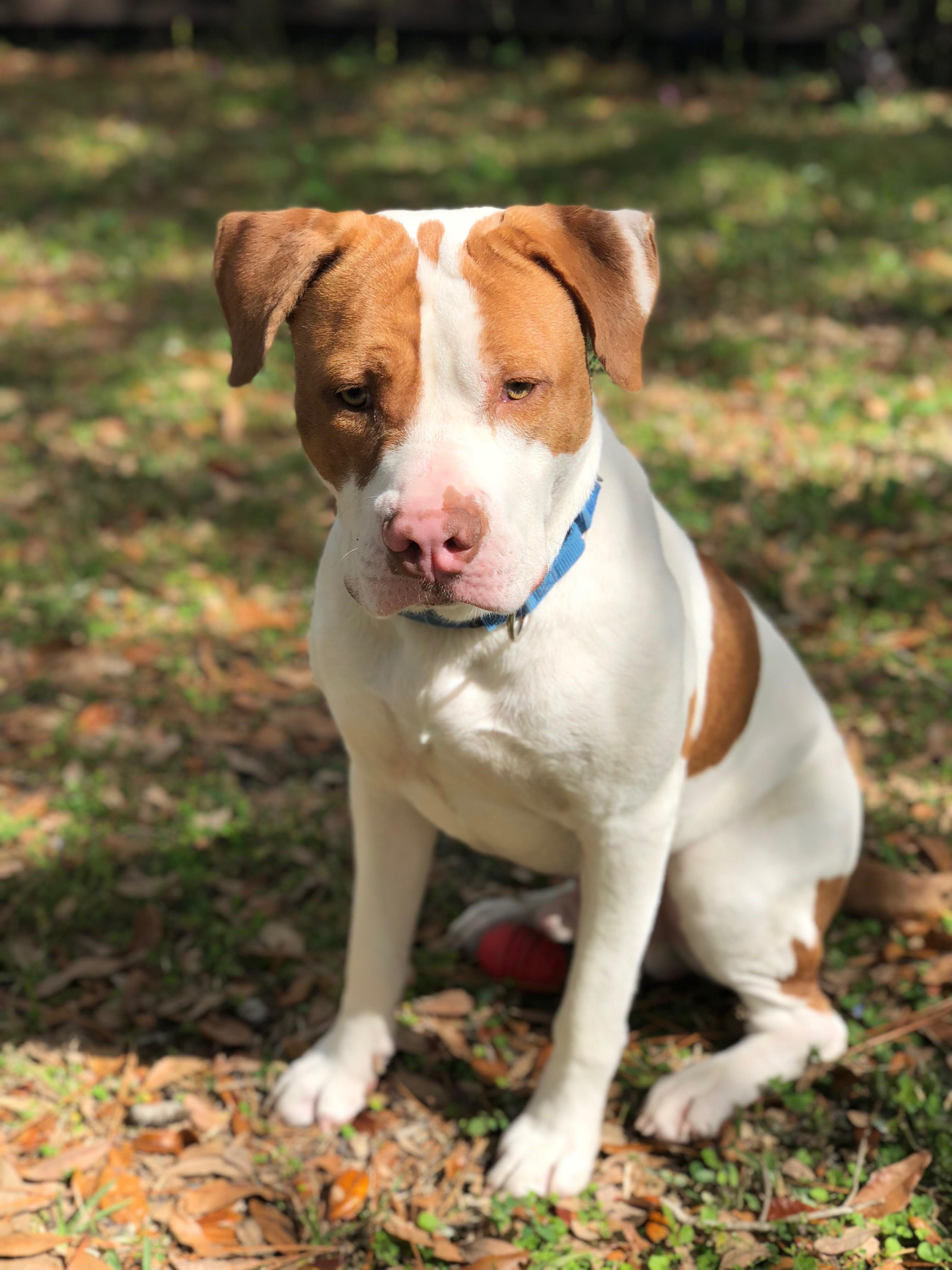 Is he a pure bred American Staffordshire Terrier? IDmydog