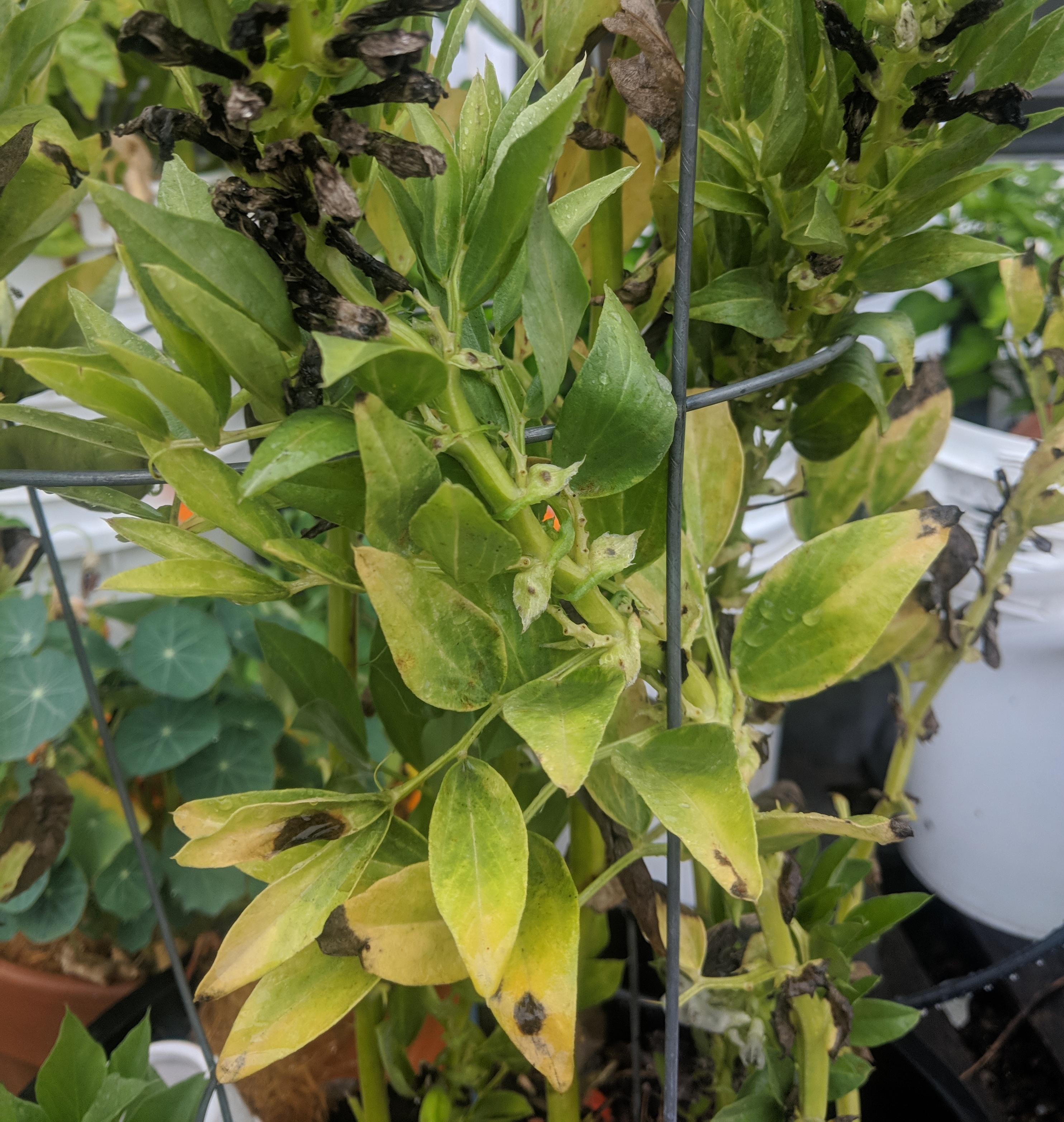 Broad beans have a strange yellowing pattern on older leaves. Outdoor