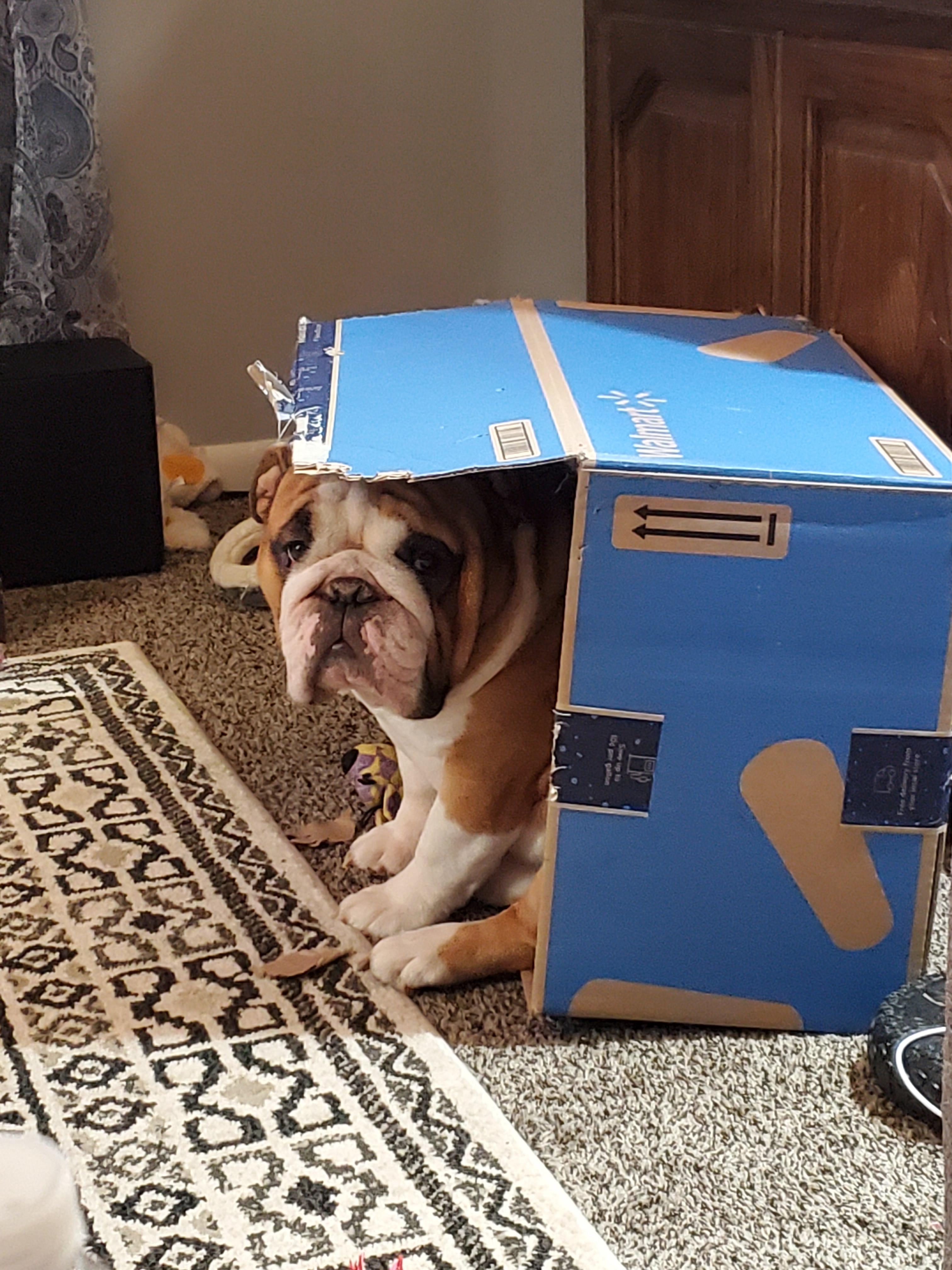 Trash puppy r/Bulldogs