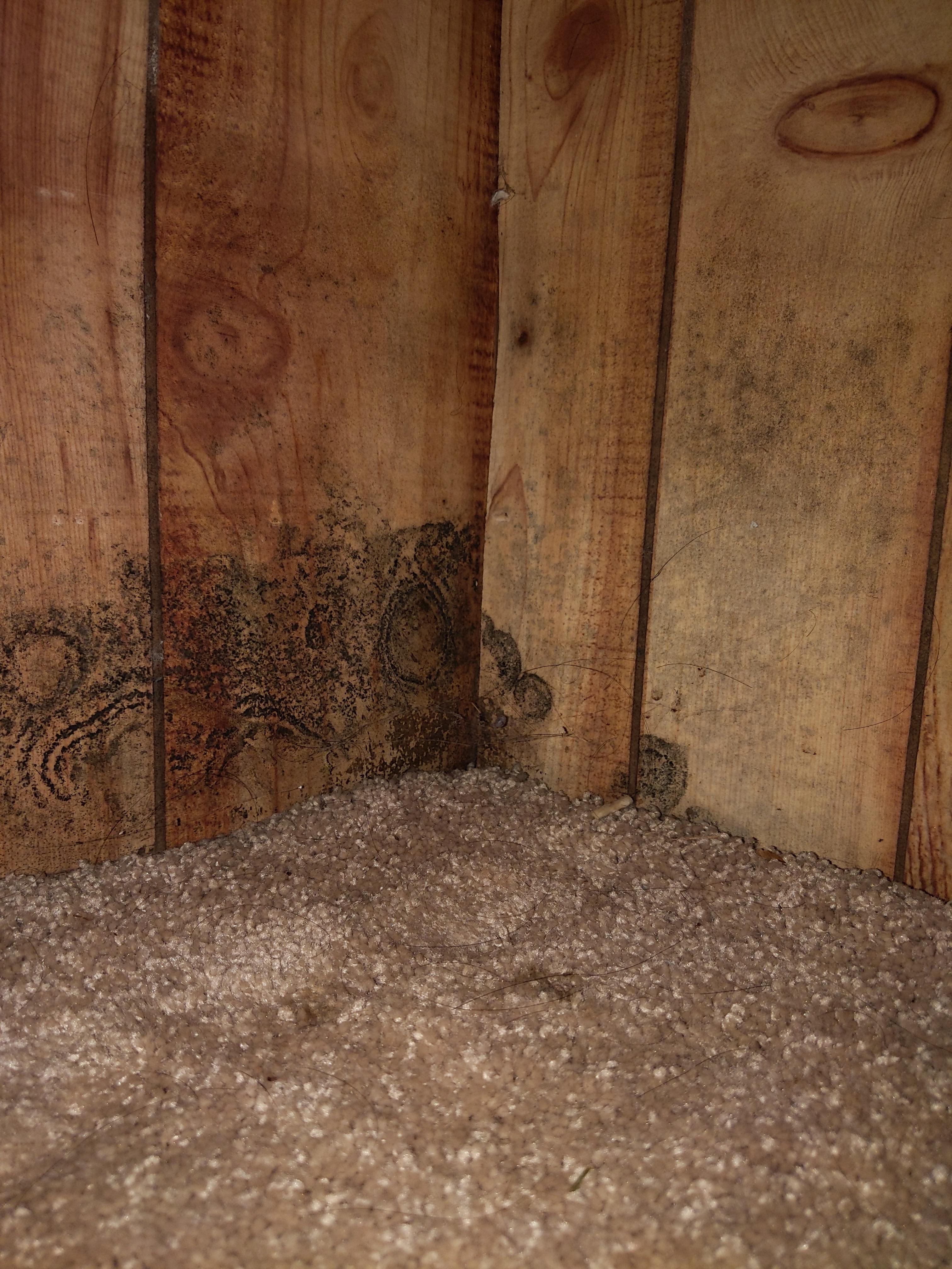 Is this black mold? Is this dangerous? r/Mold