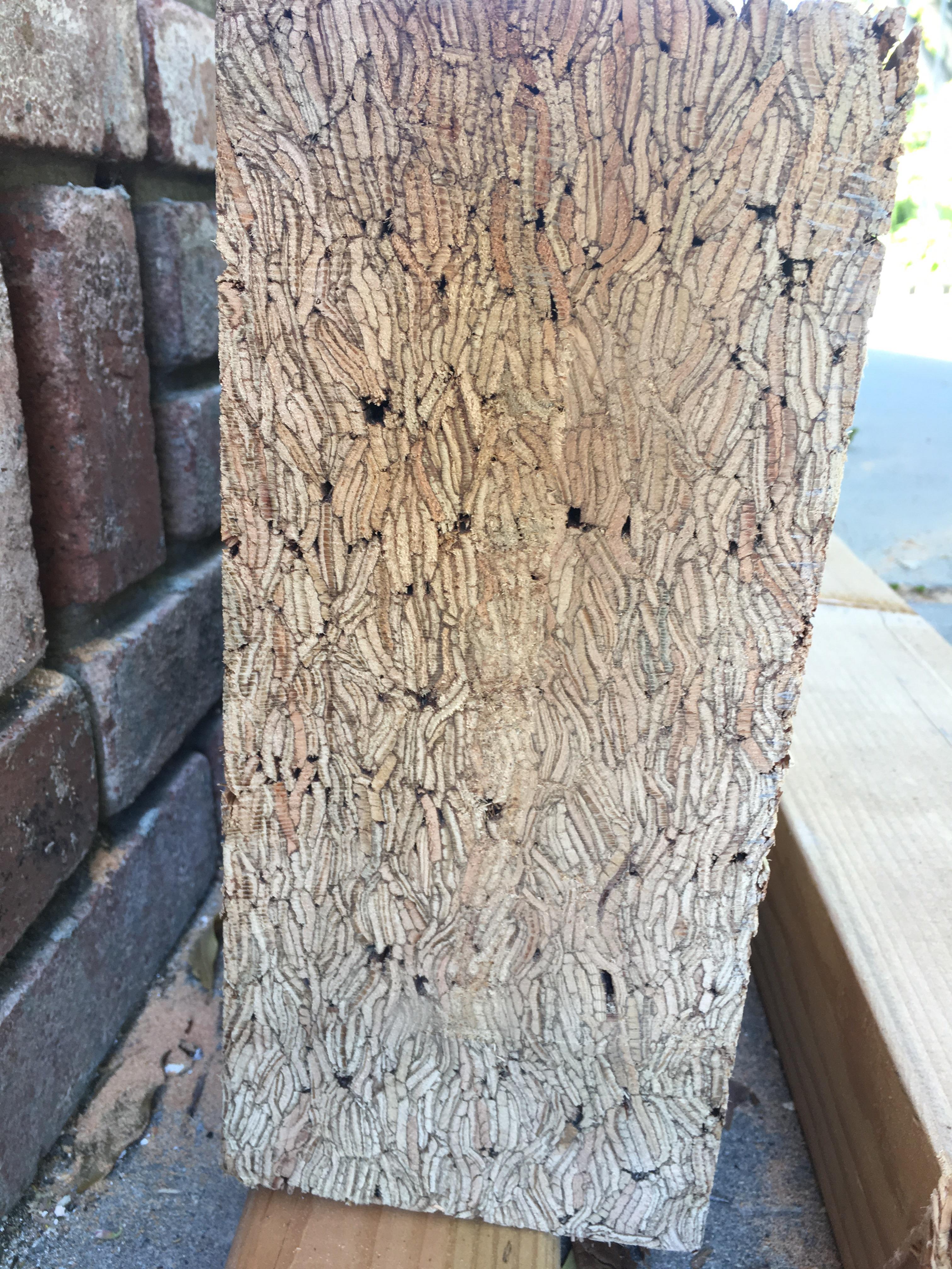 Crosssection of the engineered wood 6"x12" structural beam now holding up our second story