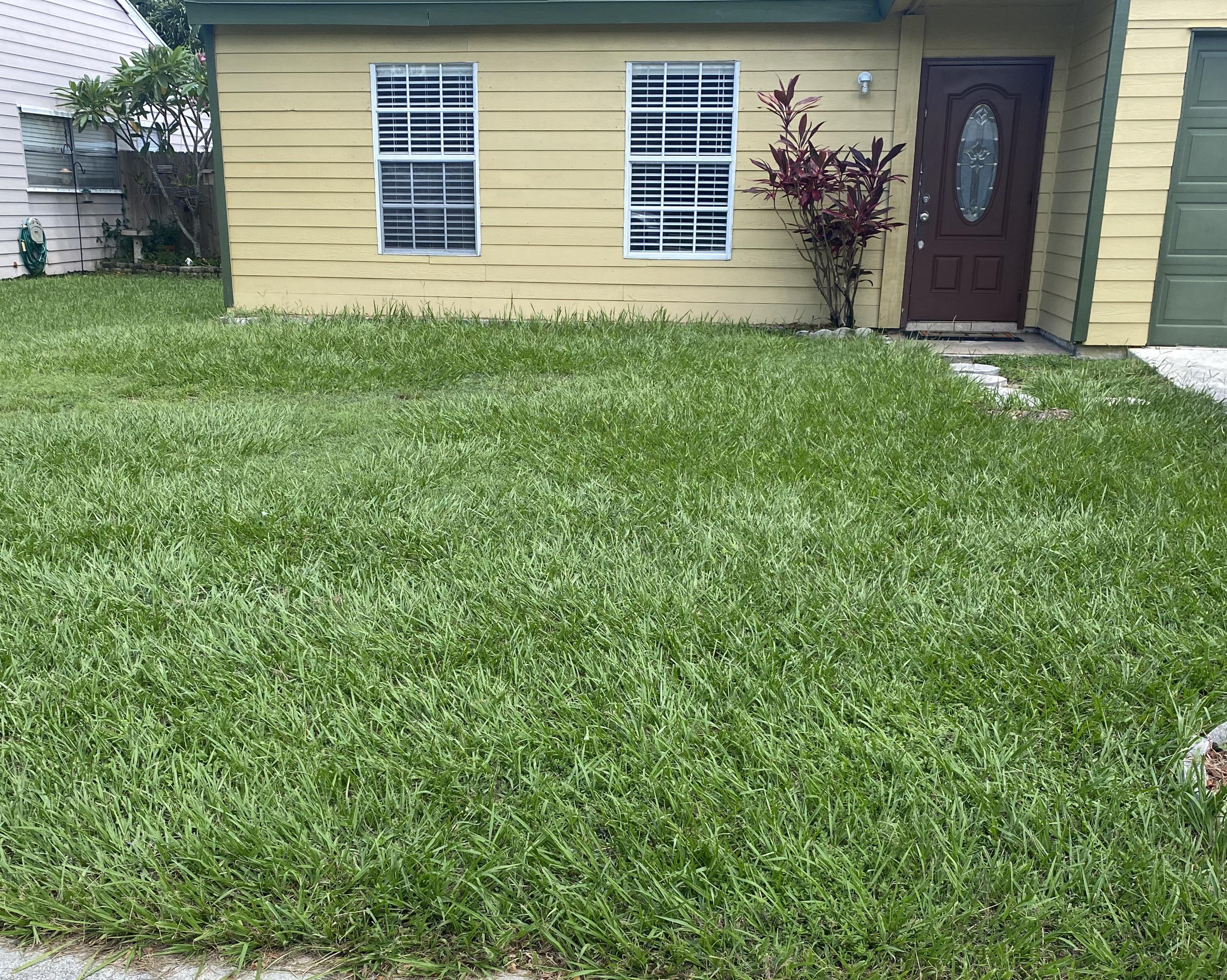 Flowering tree for this area that won’t affect foundation structure