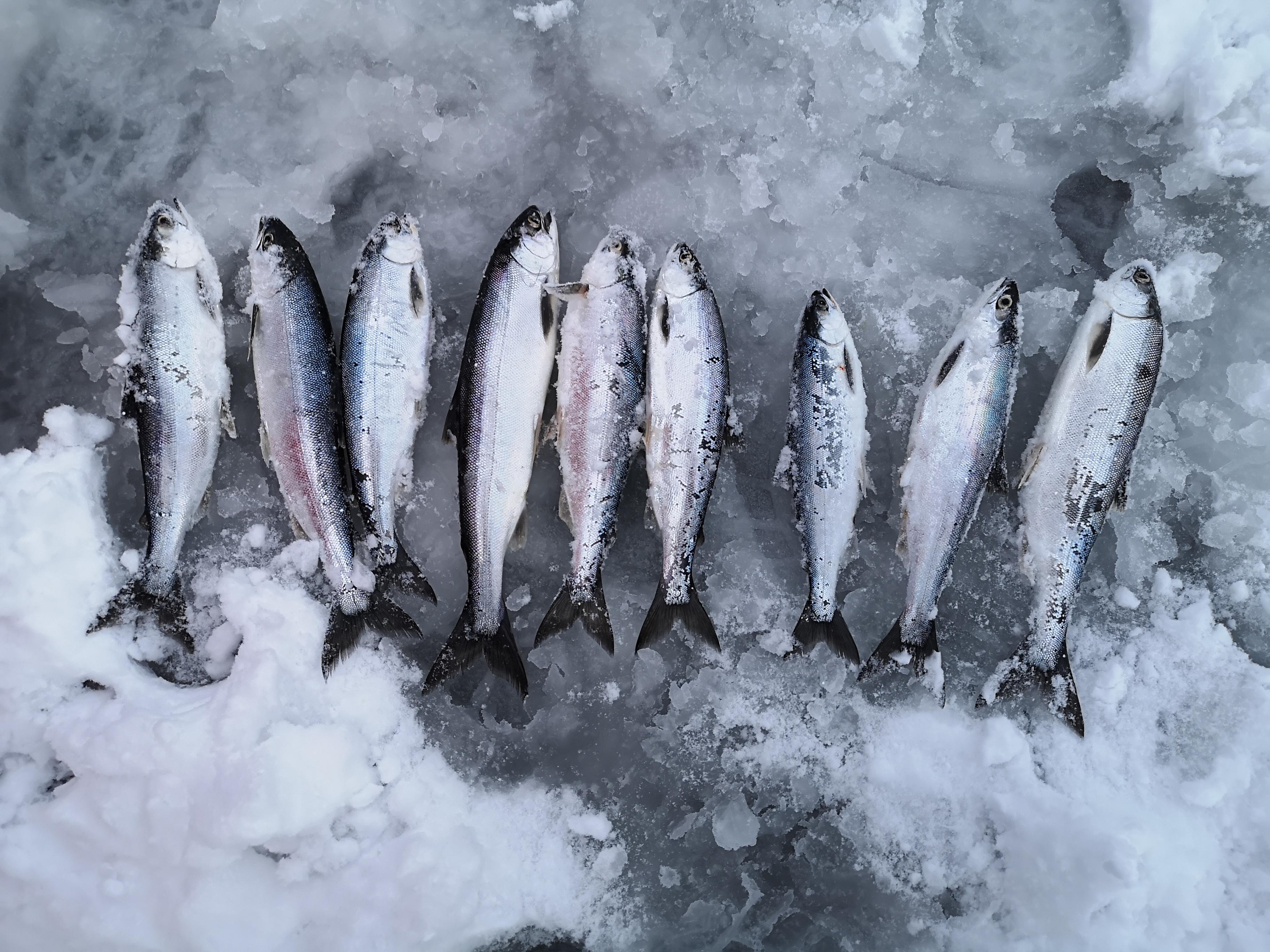 First time ice fishing! Got lucky with these Kokanee Salmon! r/IceFishing