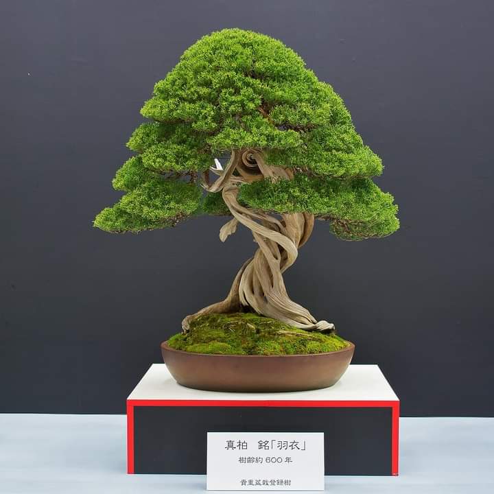 600 year old shimpaku juniper r/Bonsai