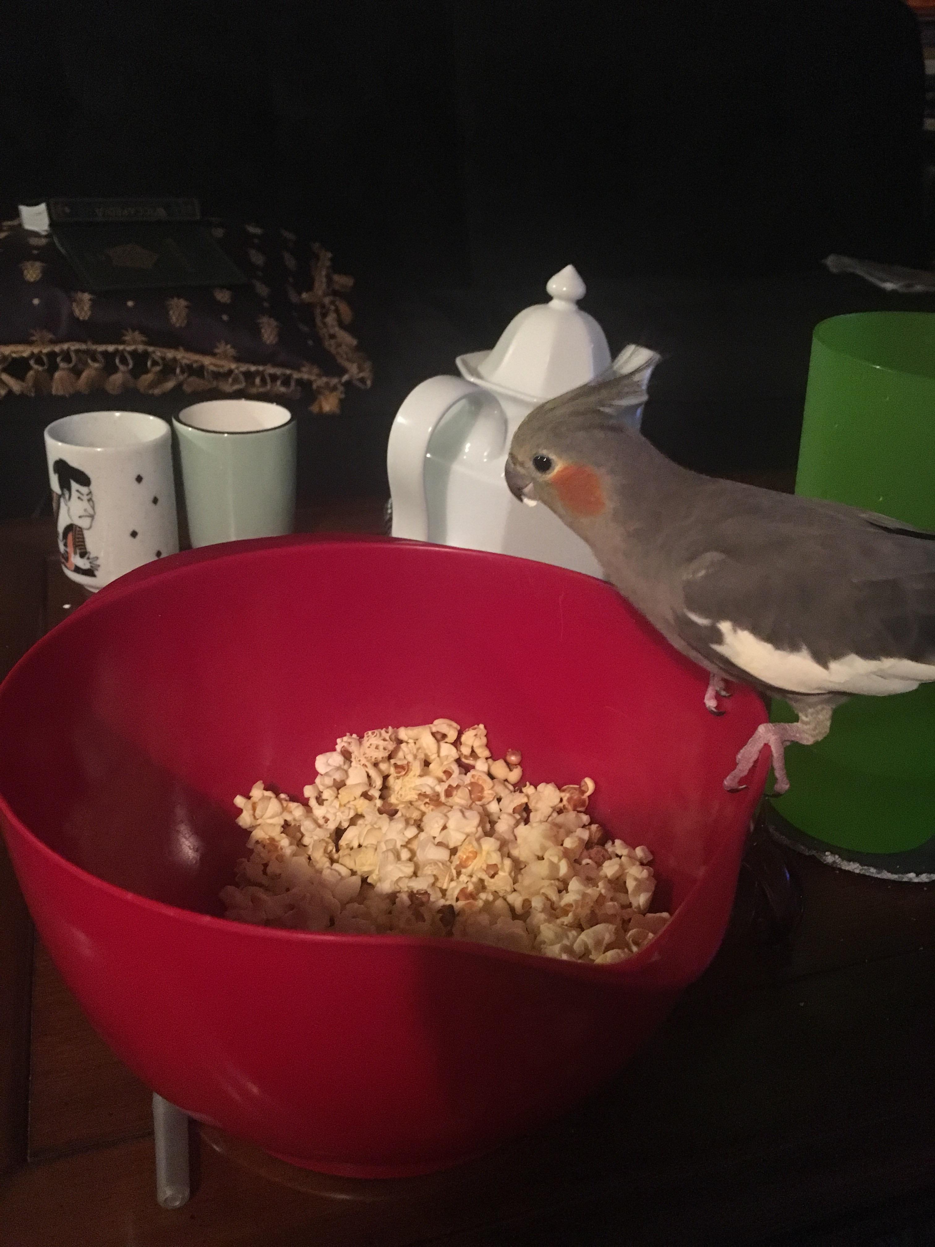 Why is it so hard to keep your kids away from junk food? 😑 r/parrots