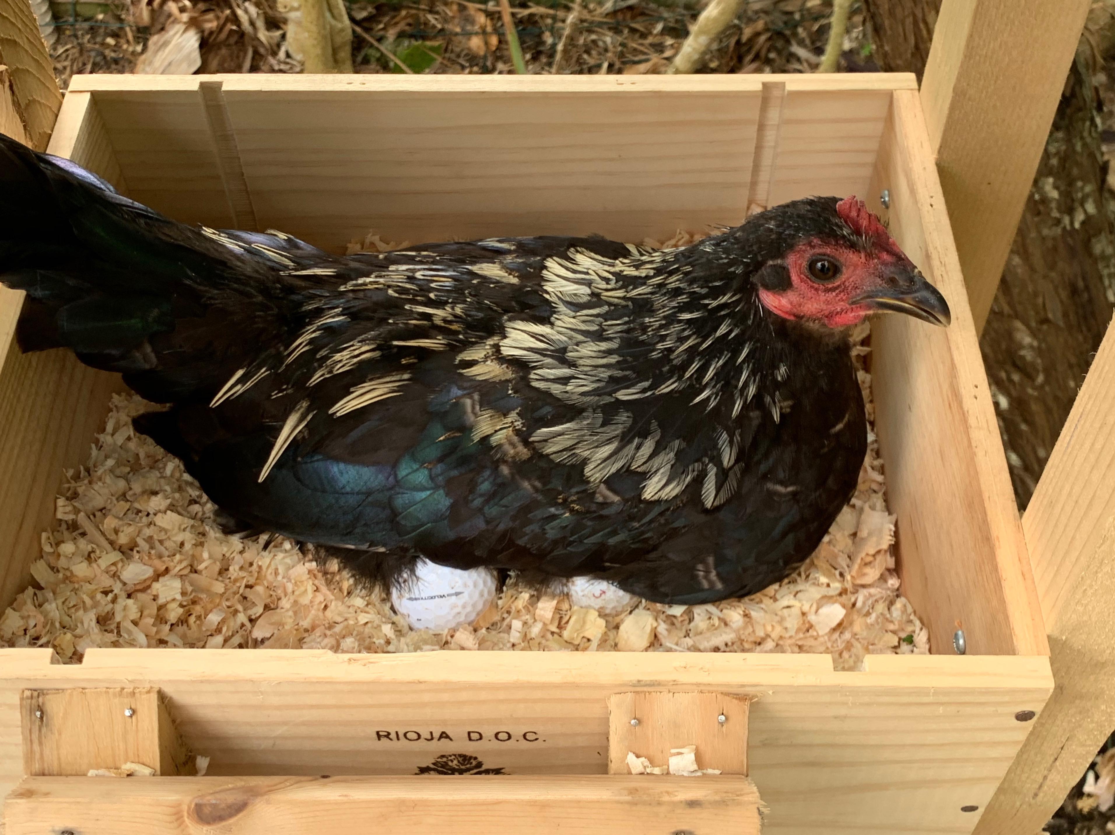 Star the onelegged, gimpy feral chicken, keeping my balls warm. r